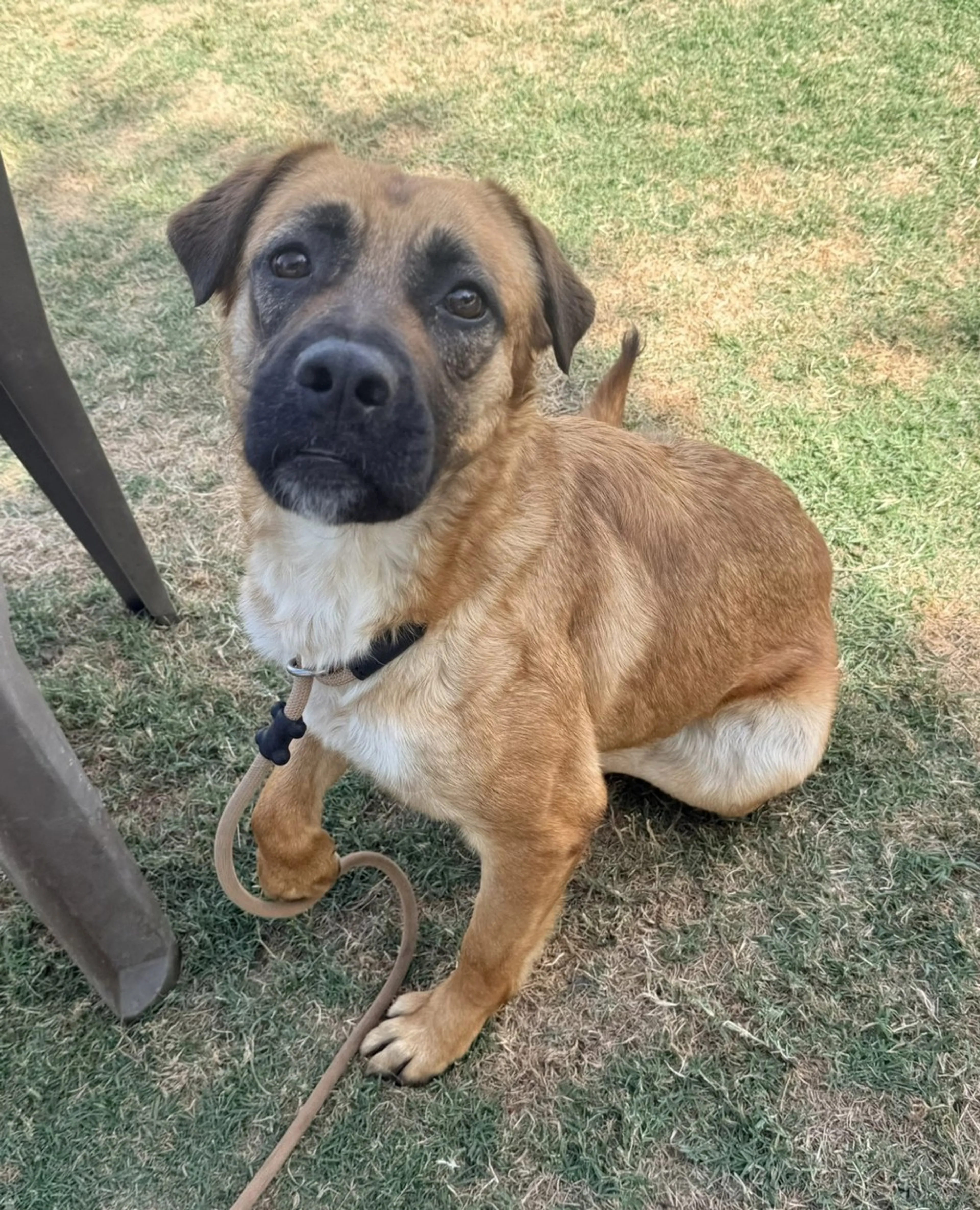 Found pet-1