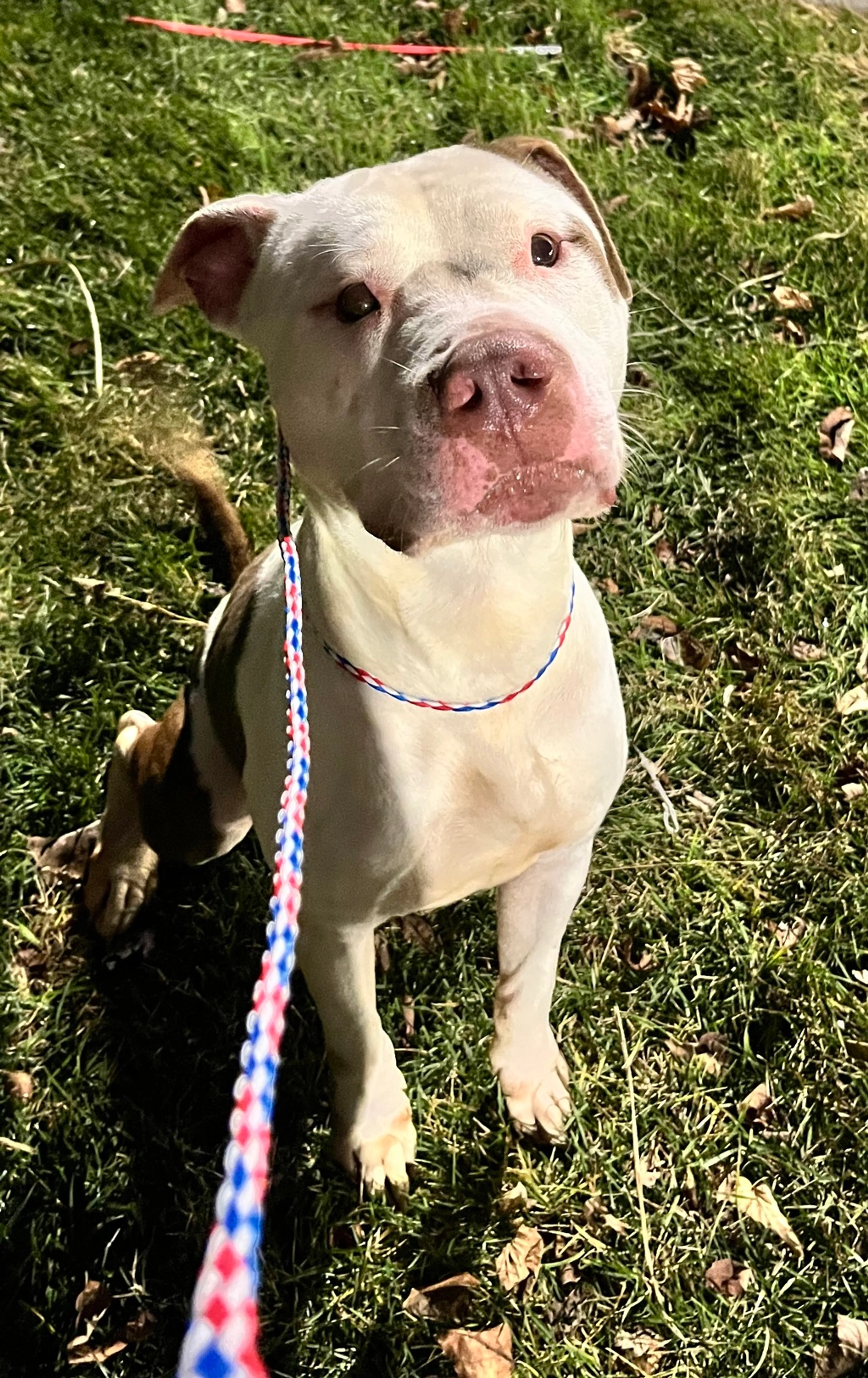 Found pet-11