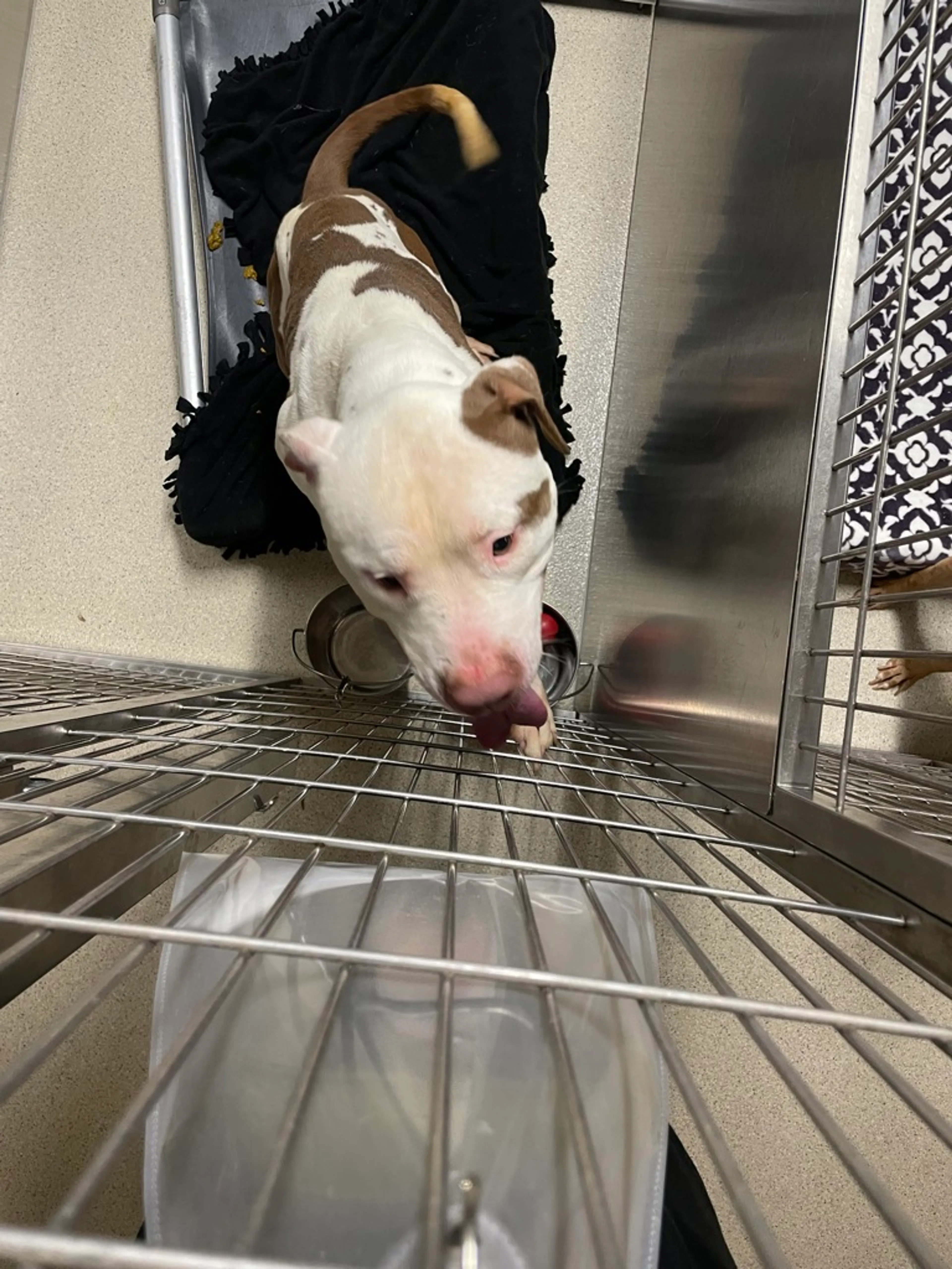 Found pet-14