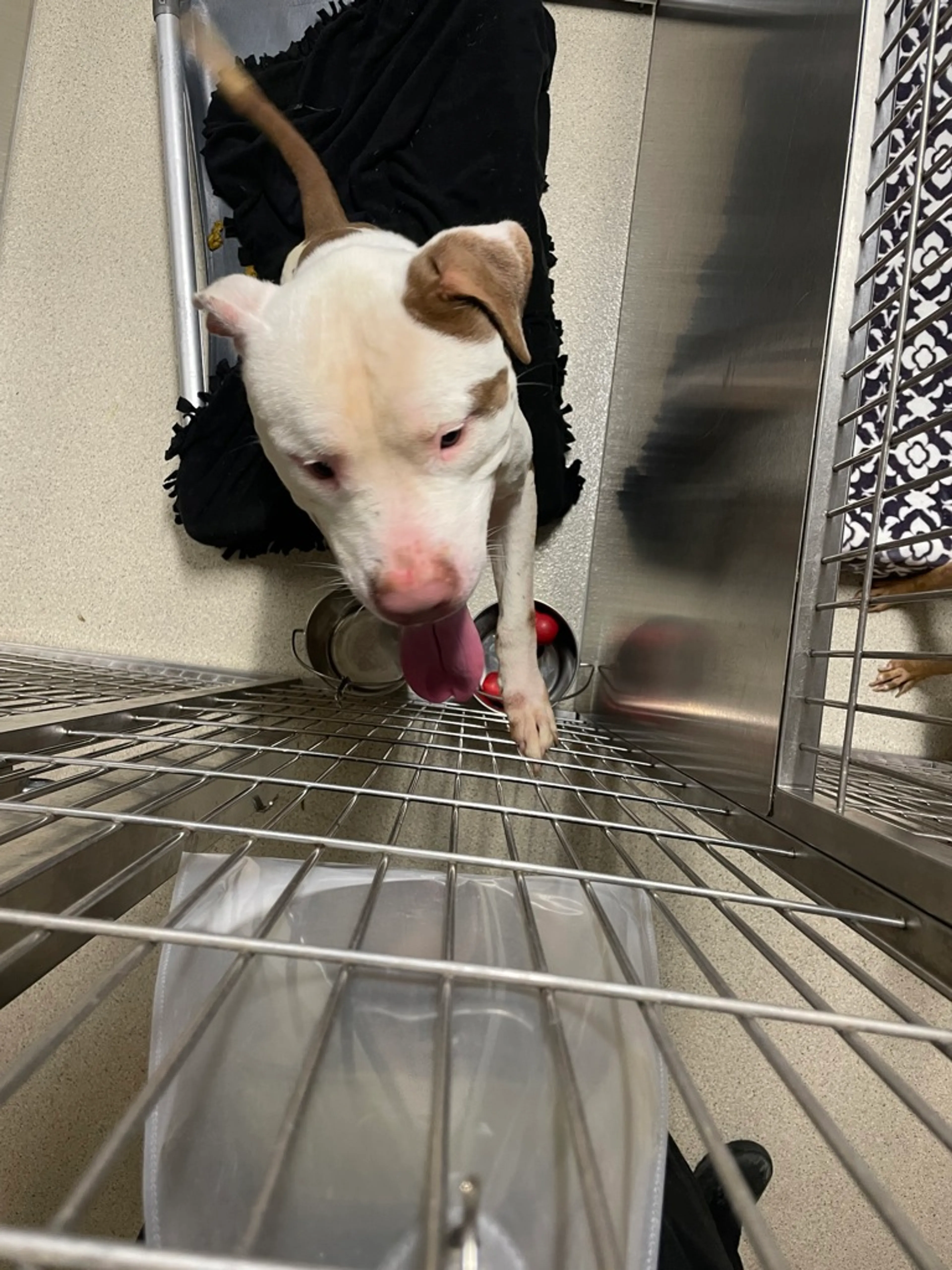 Found pet-13