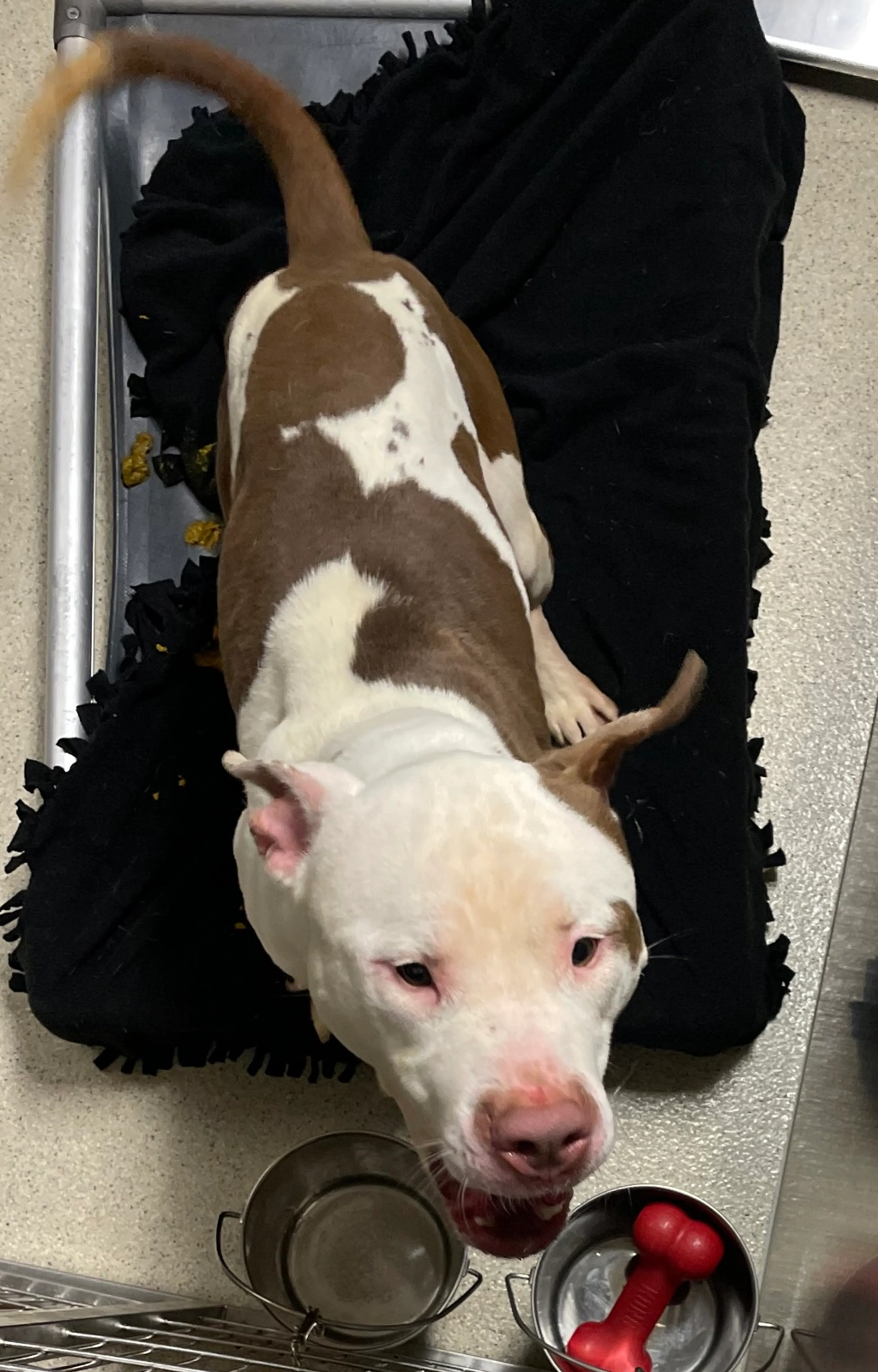 Found pet-12