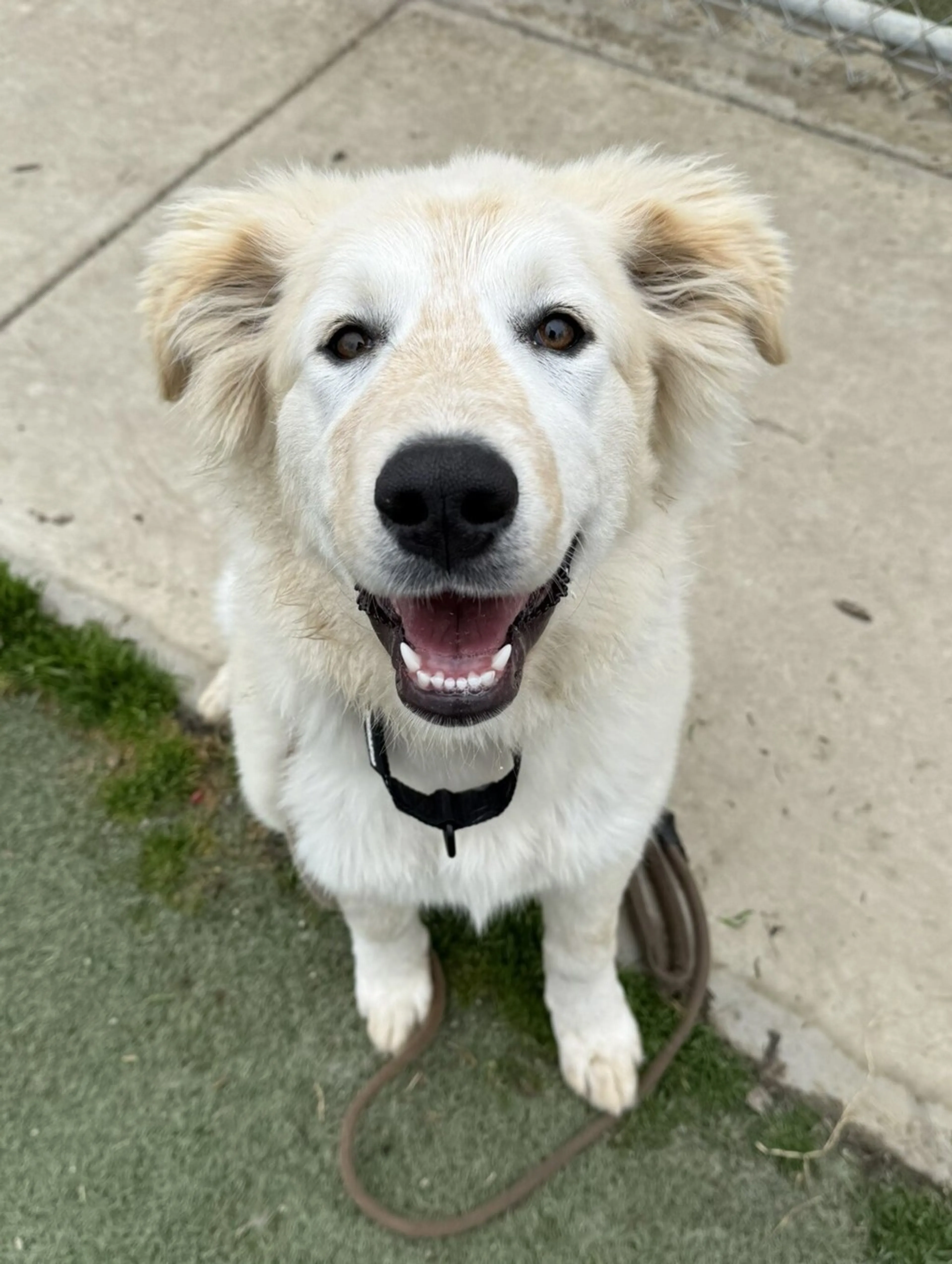 Found pet