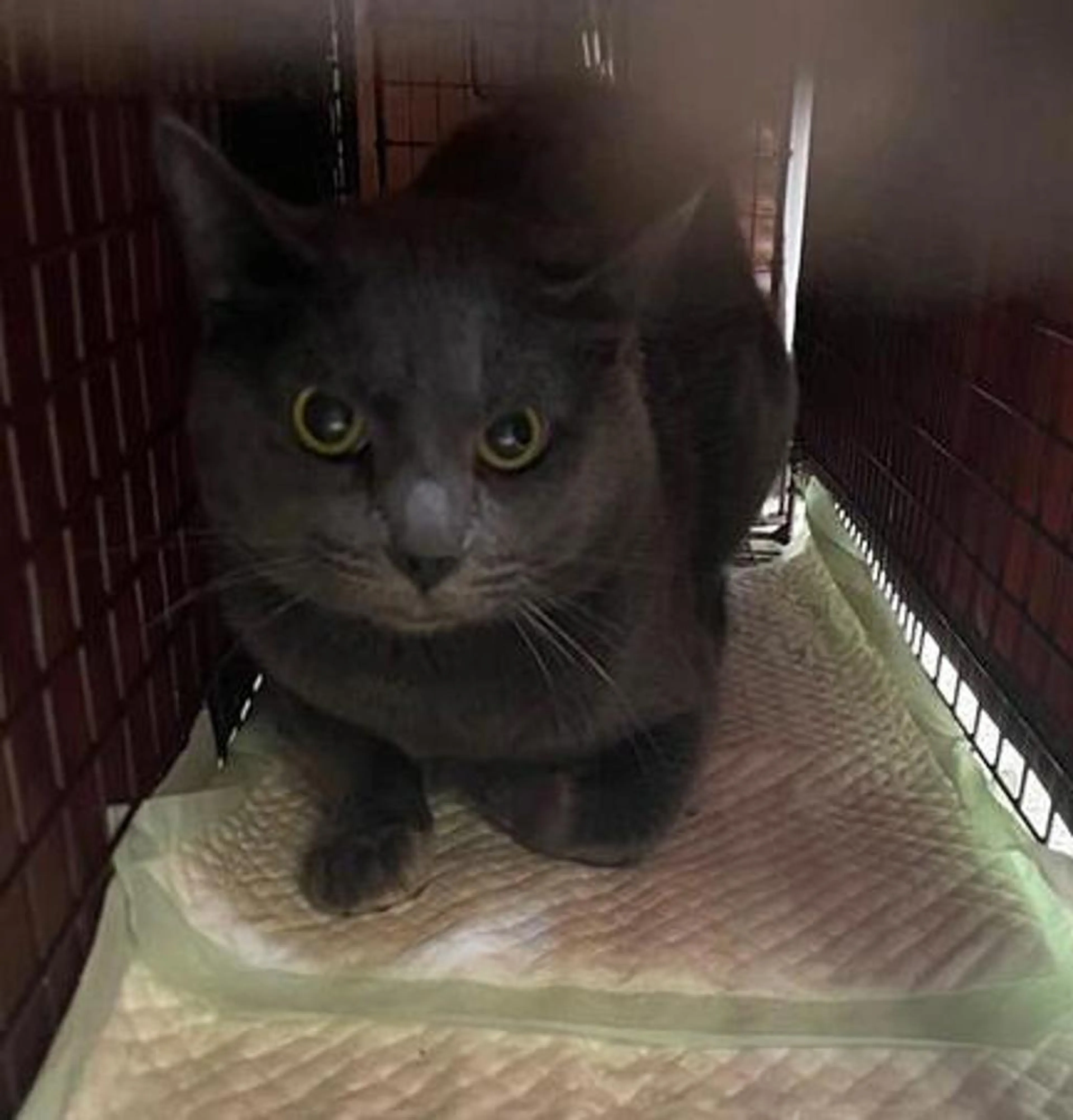 Found pet-1