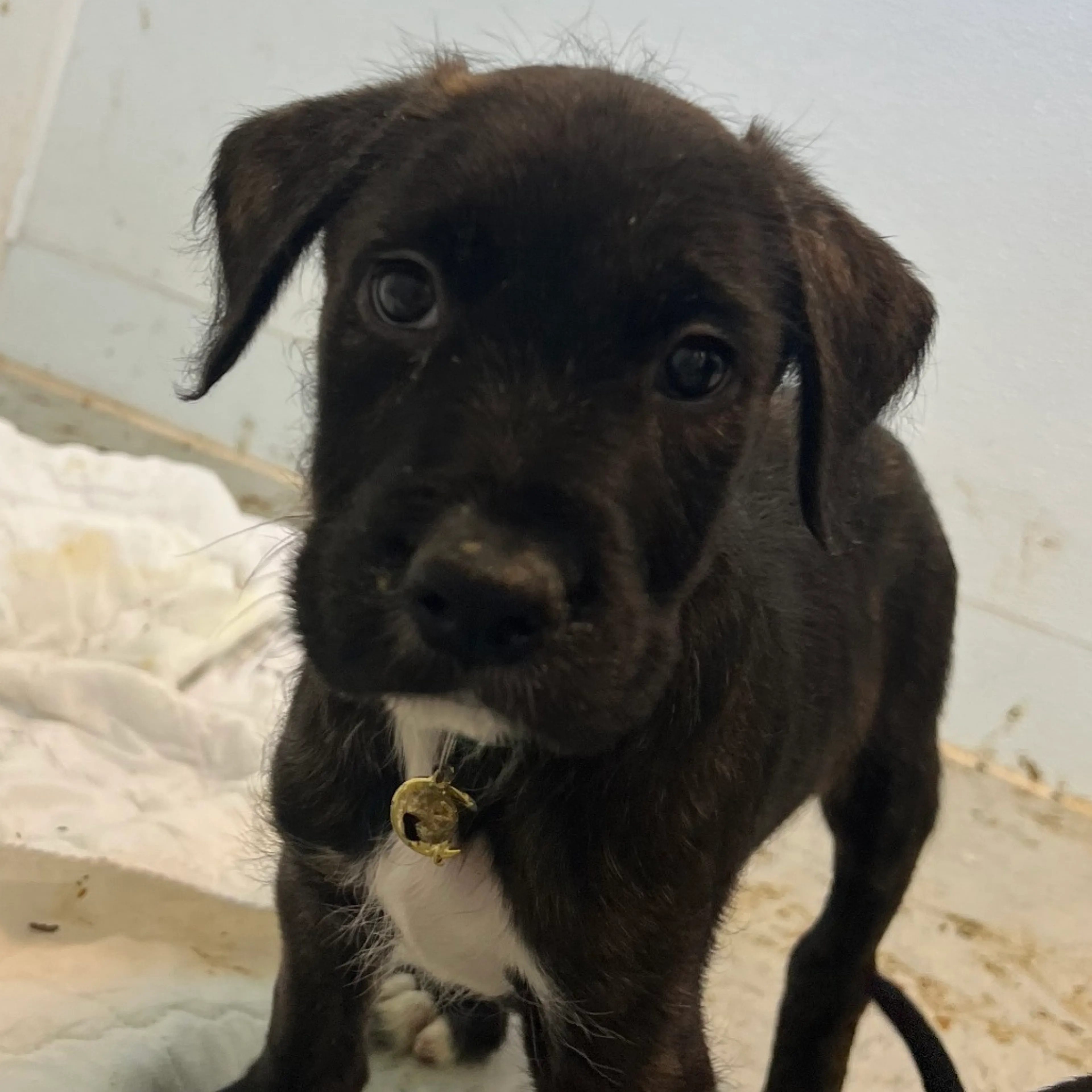 Found pet-3
