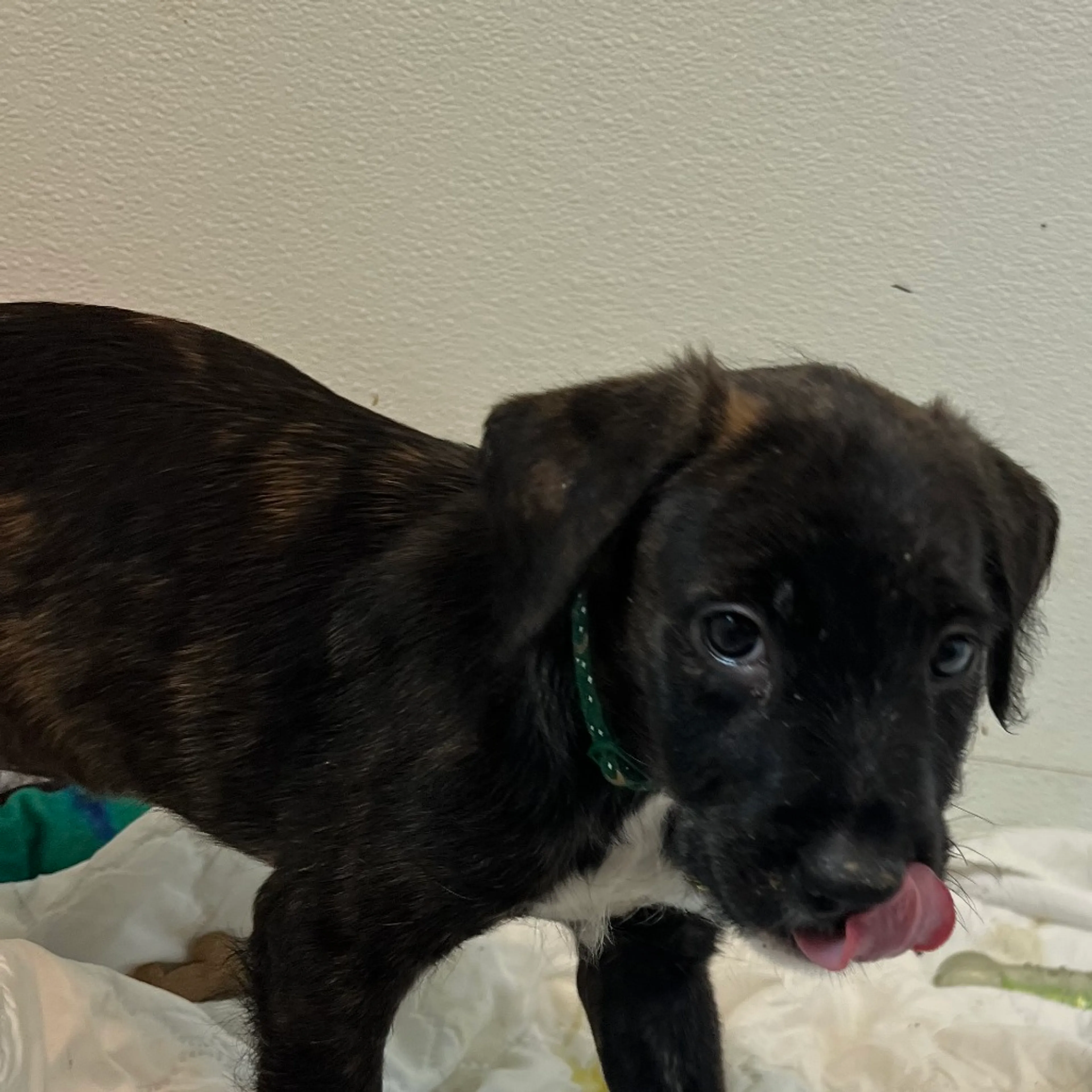 Found pet-4