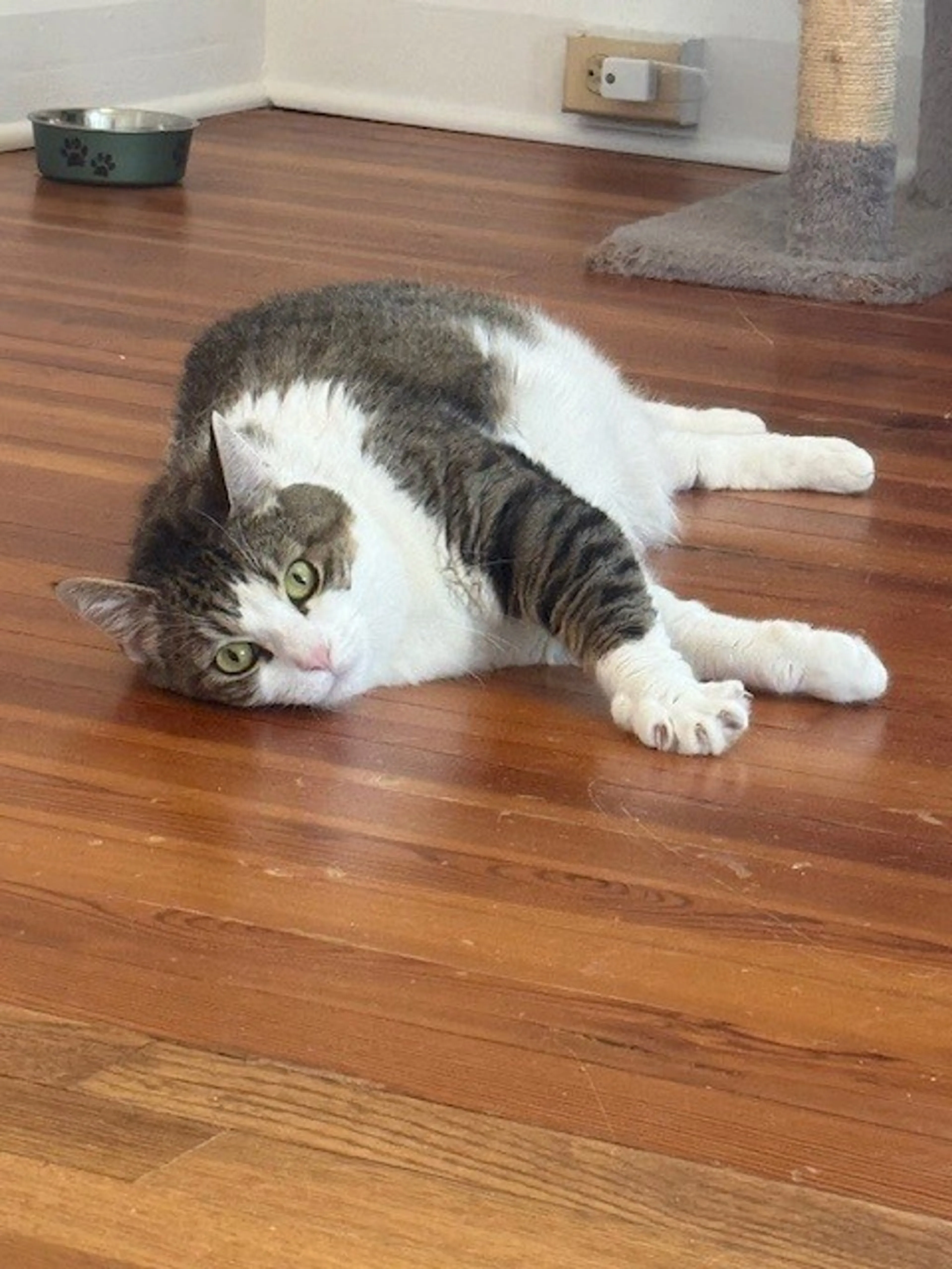 Found pet-1