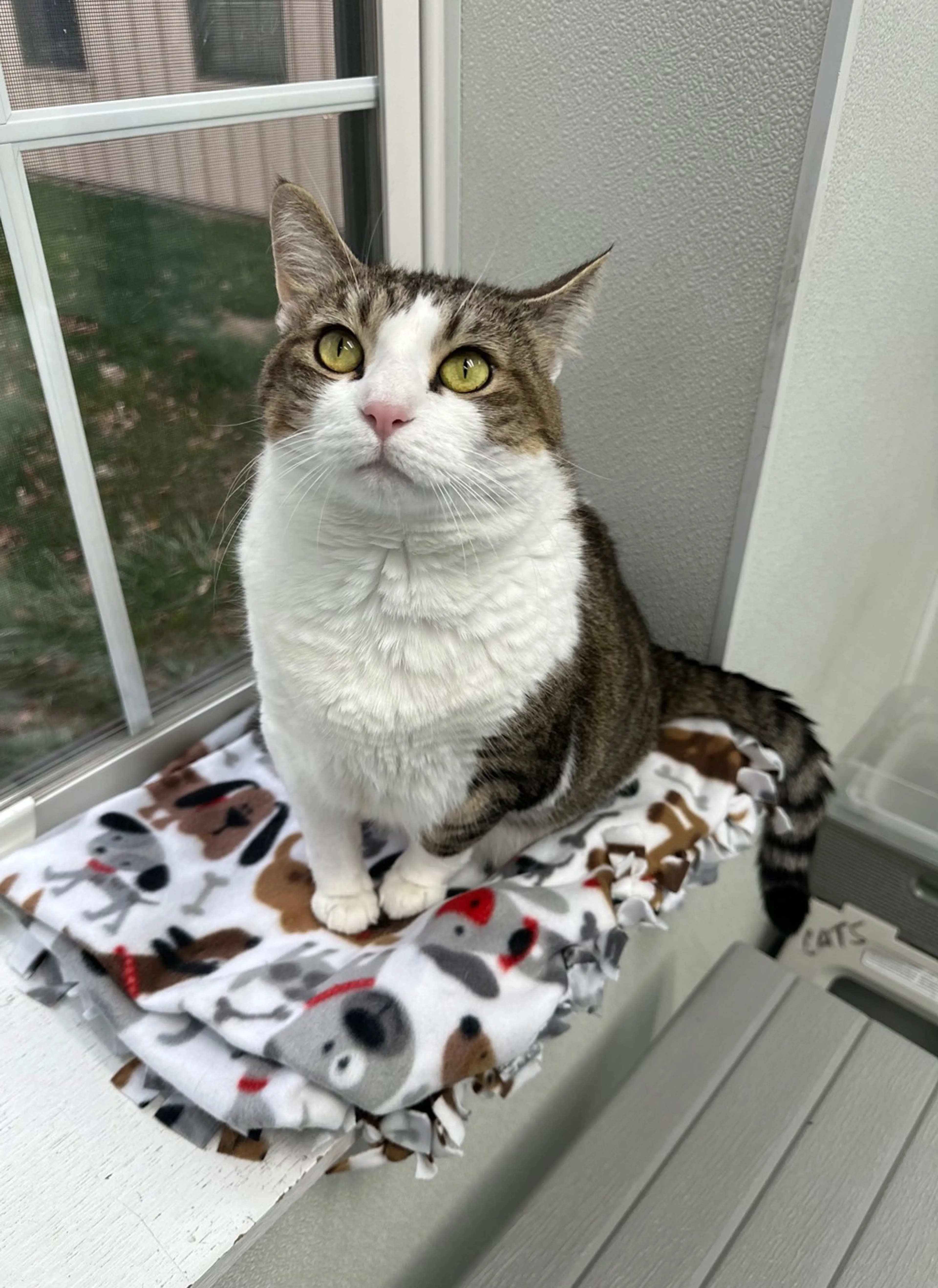 Found pet-0