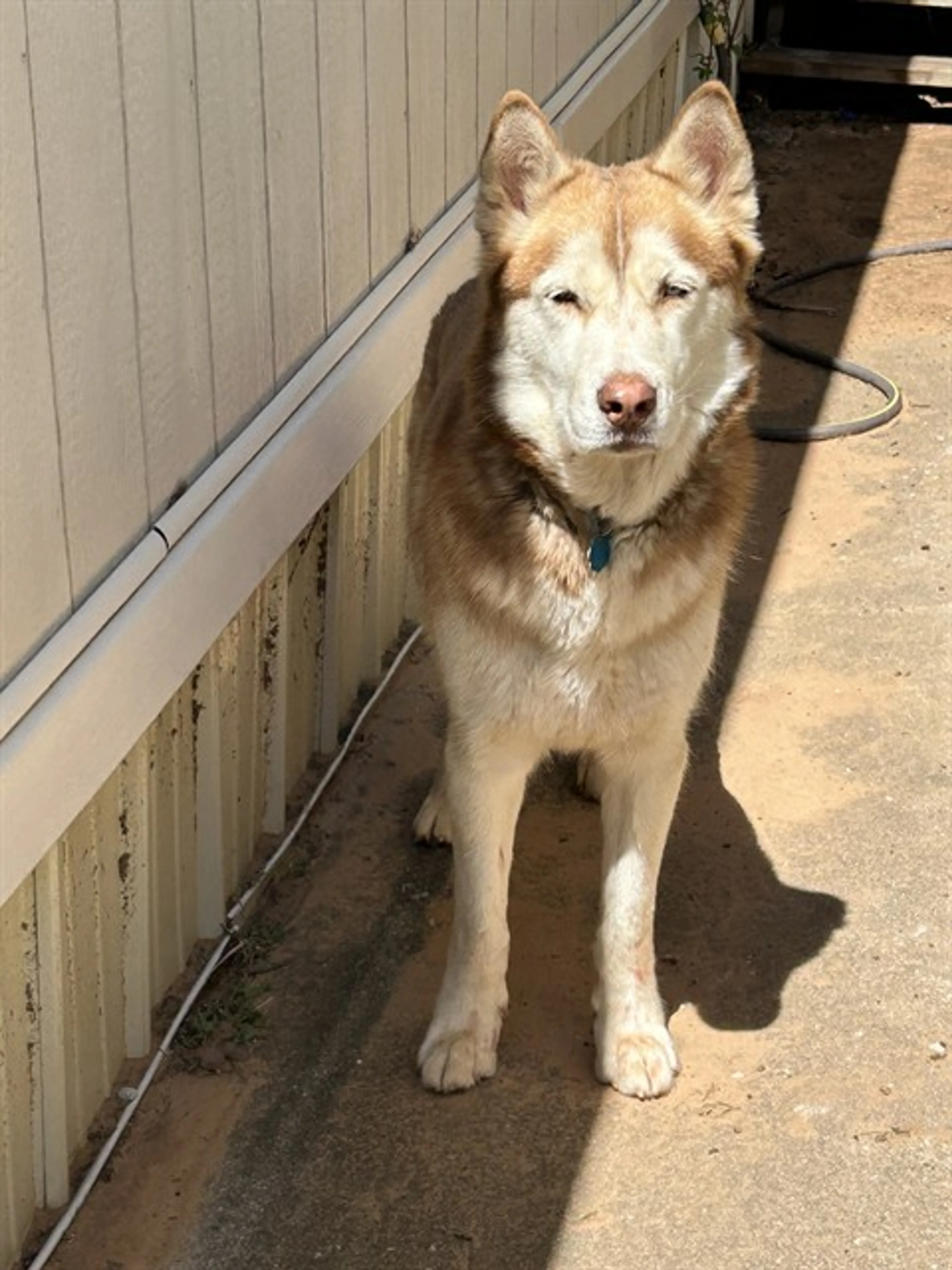 Found pet