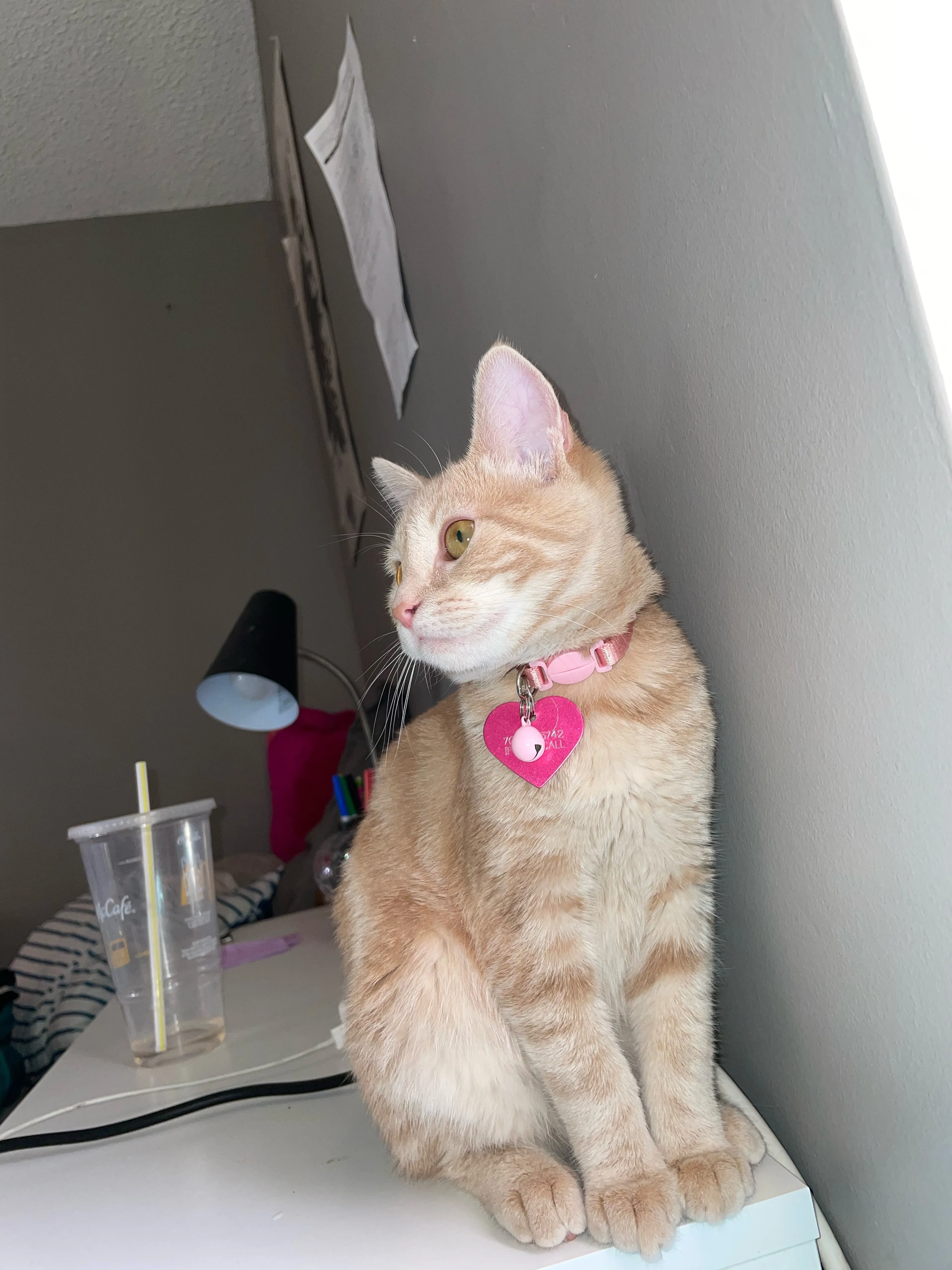 Lost pet