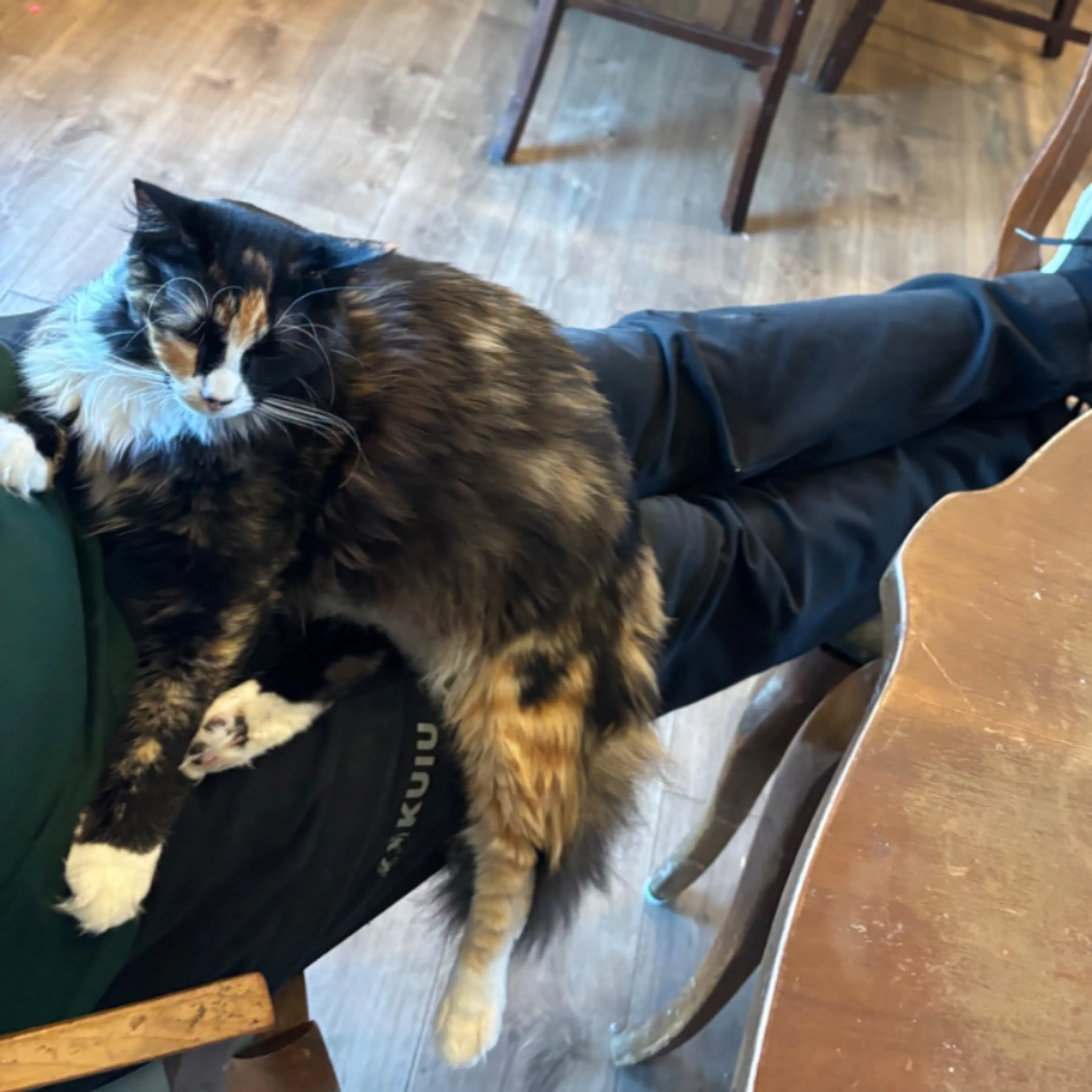 Lost pet