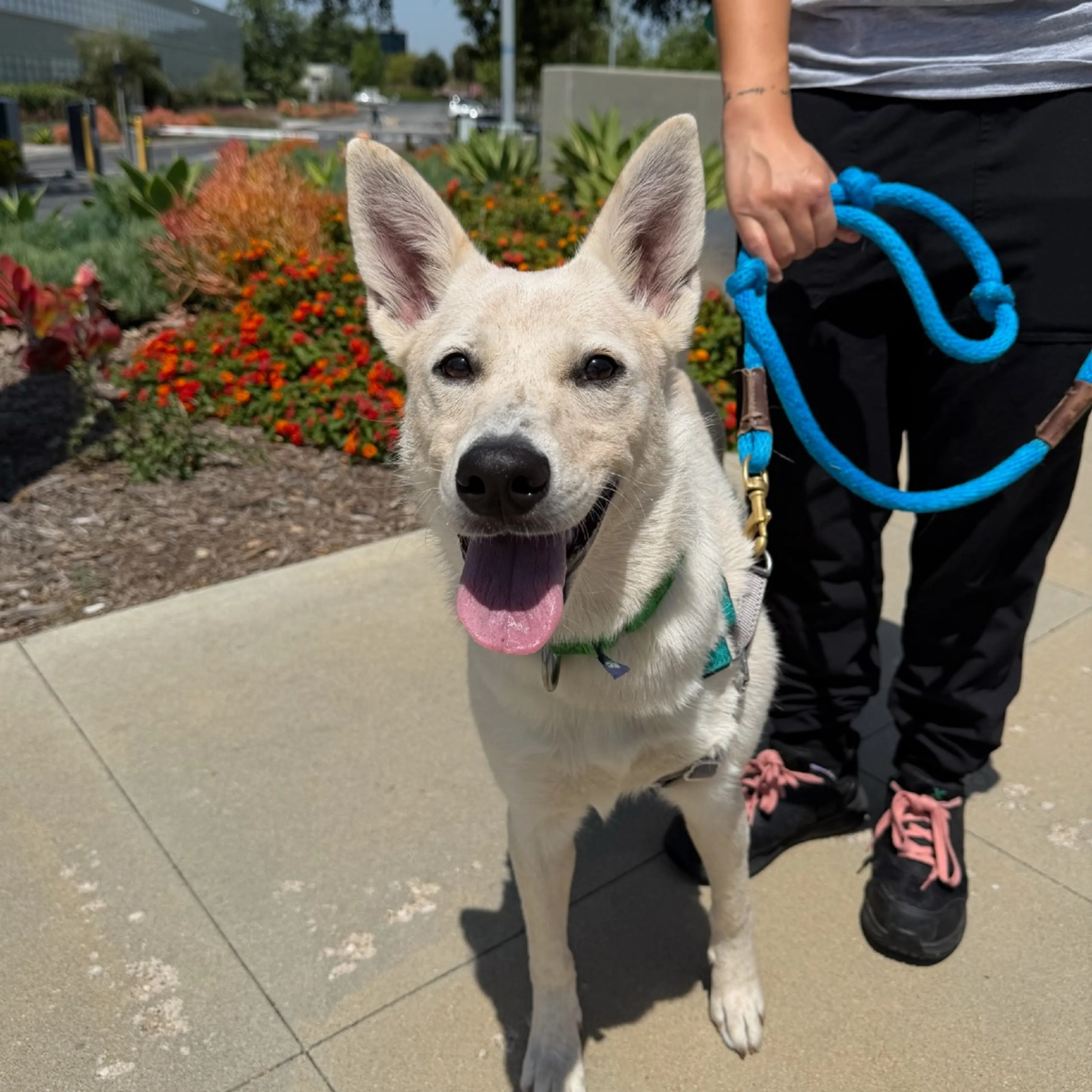 Found pet-4