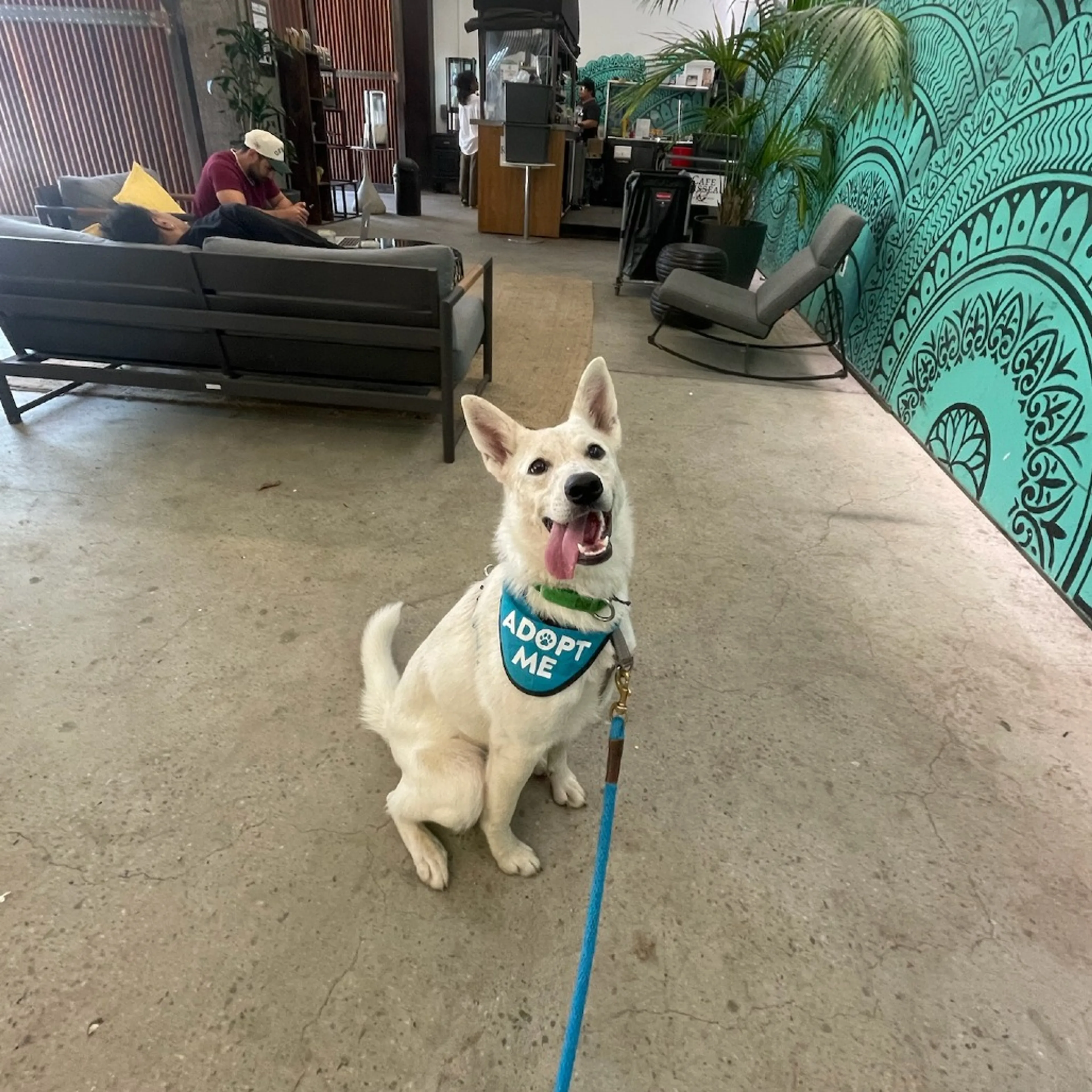 Found pet-2