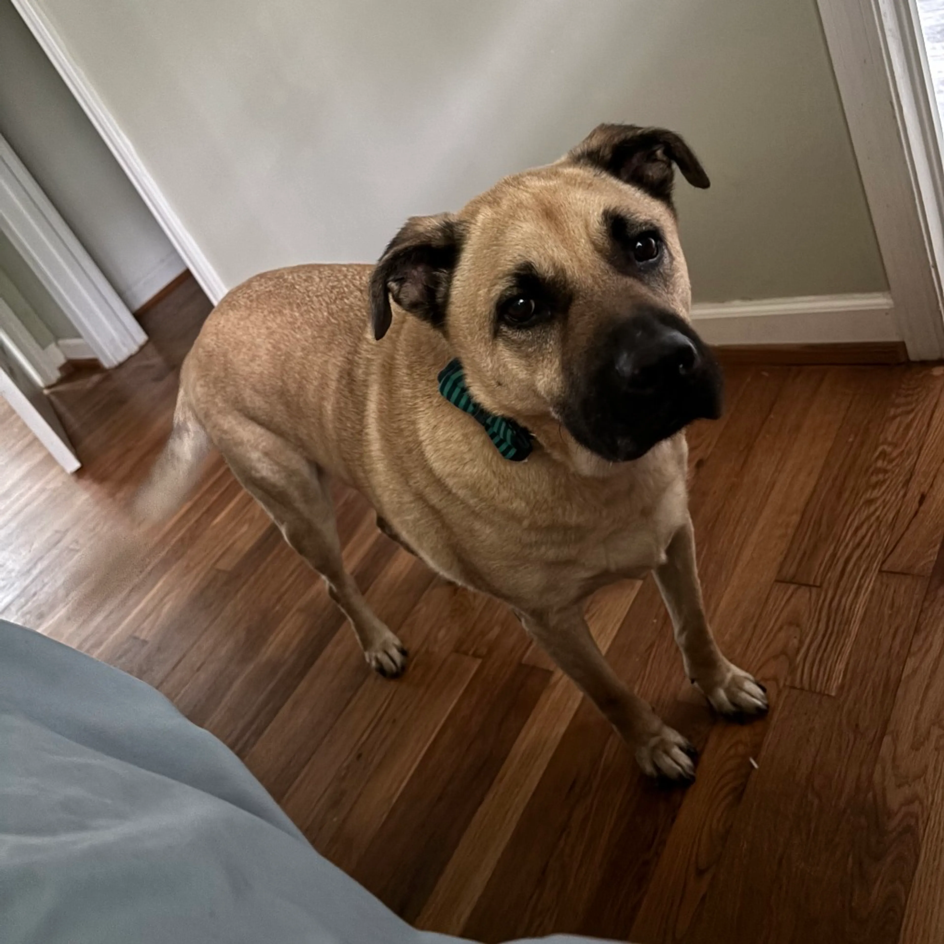 Found pet-2