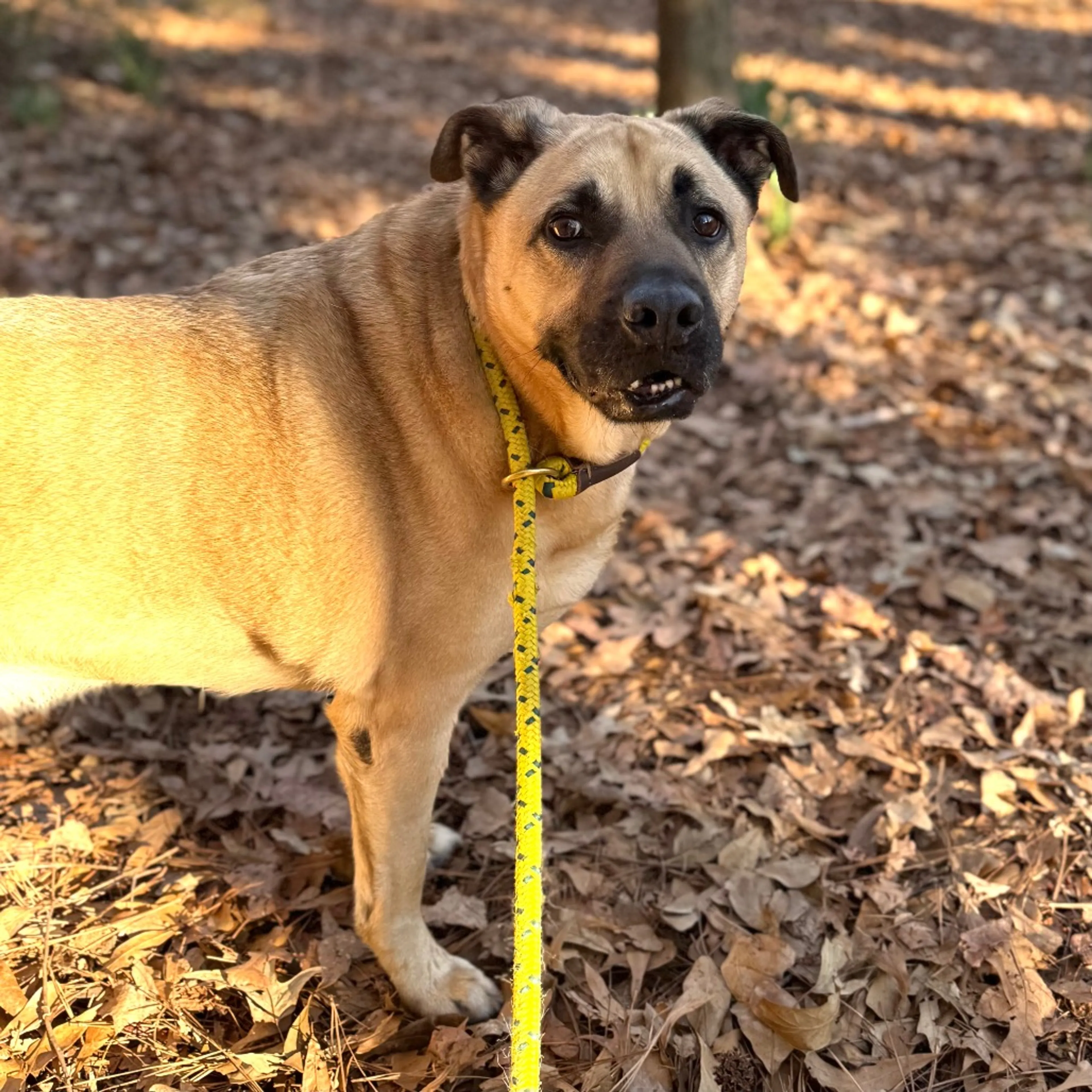 Found pet-6