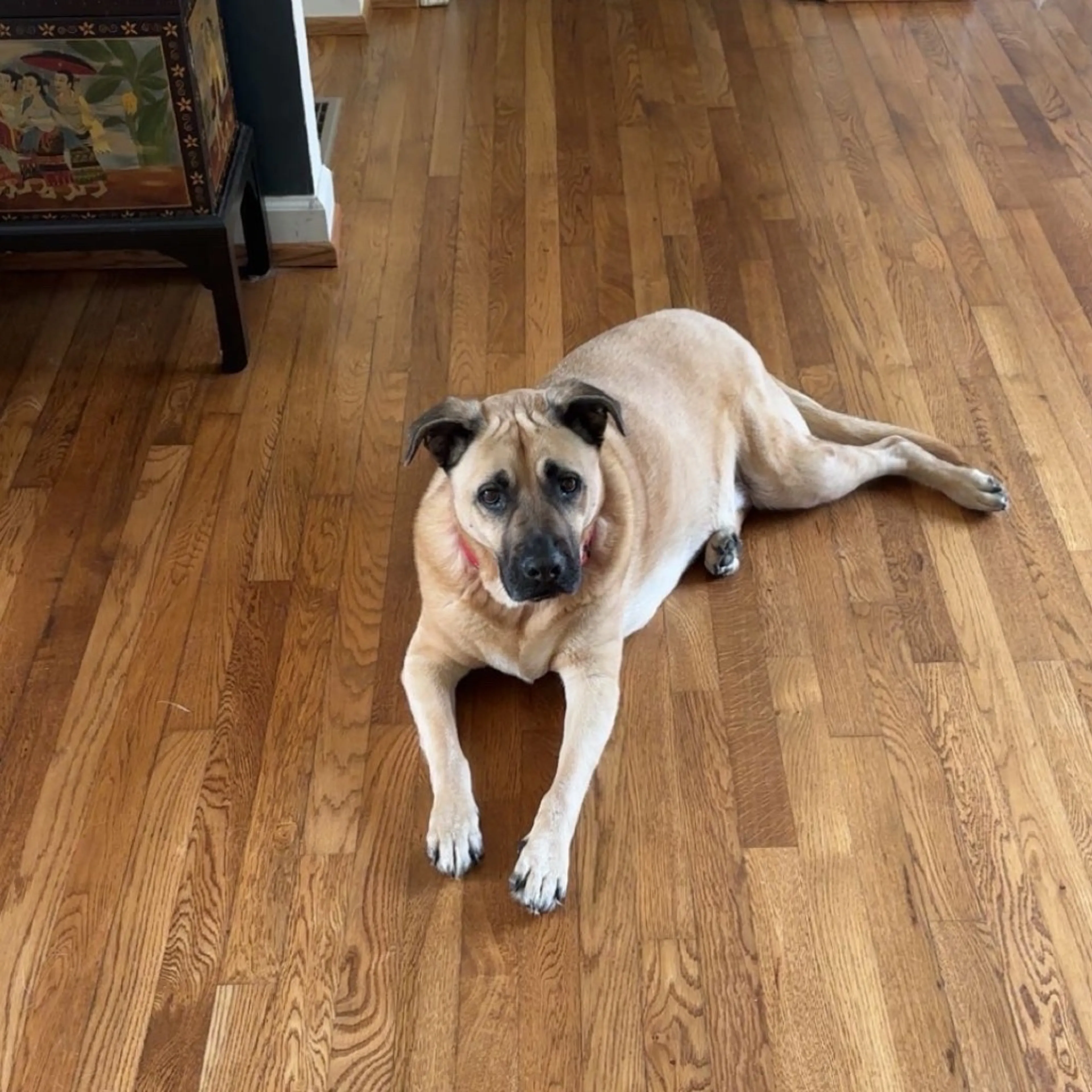 Found pet-3