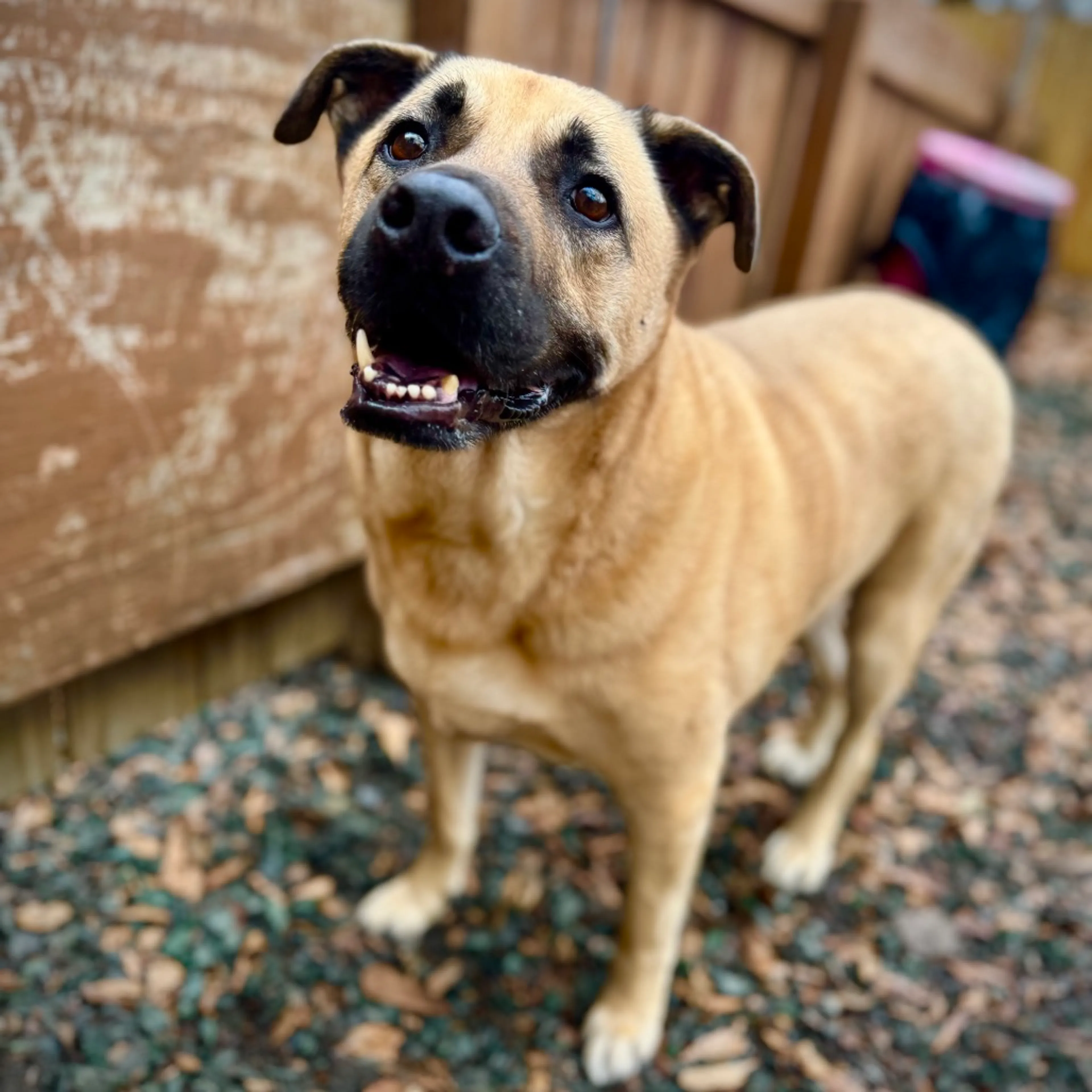 Found pet-7