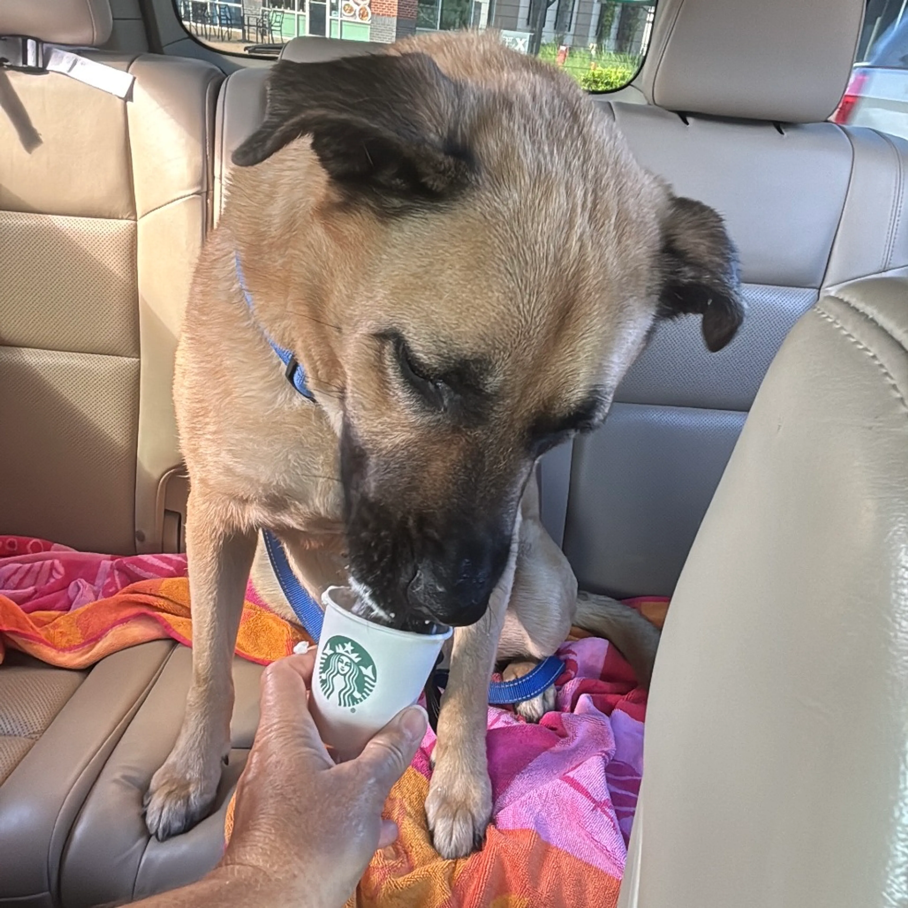 Found pet-1