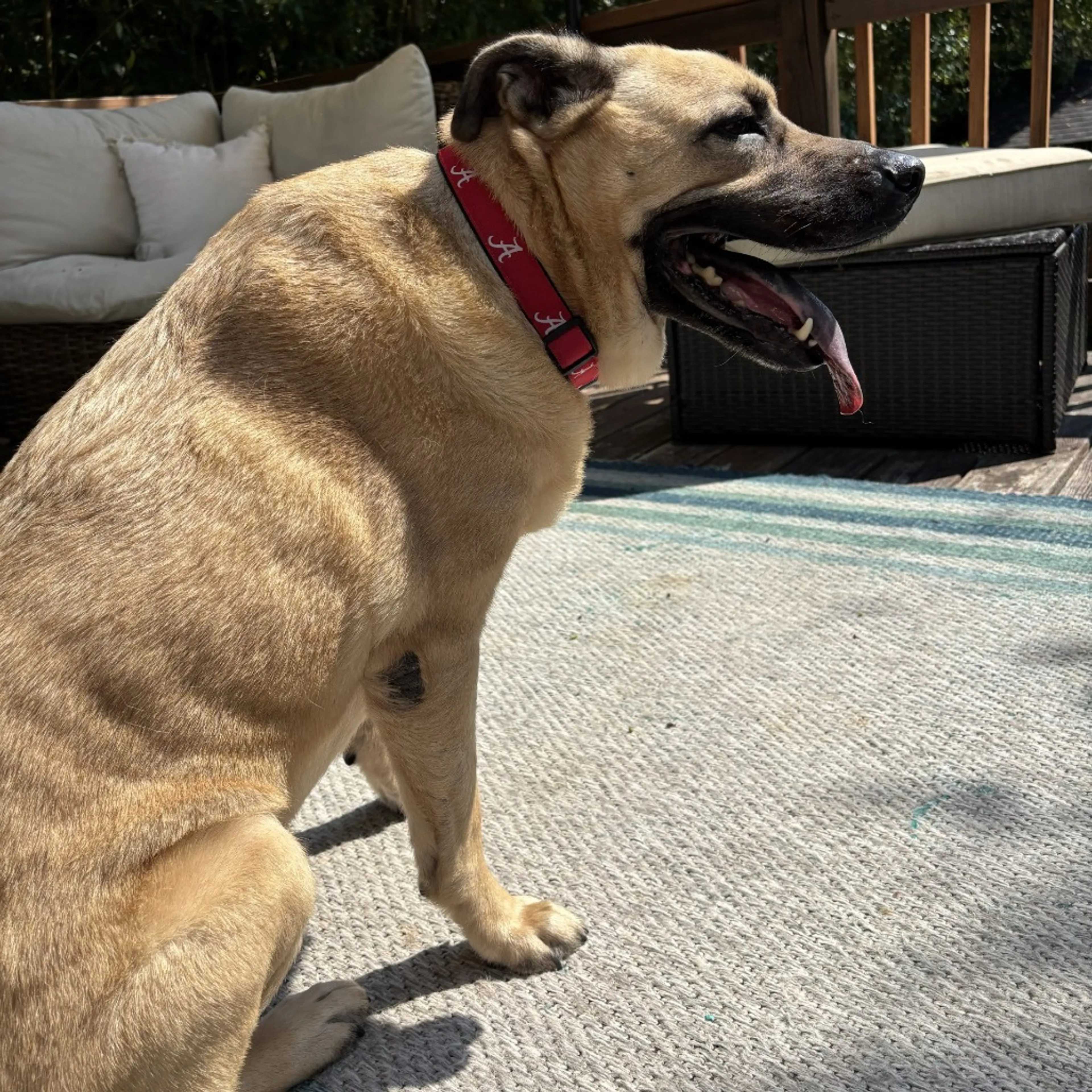Found pet-4
