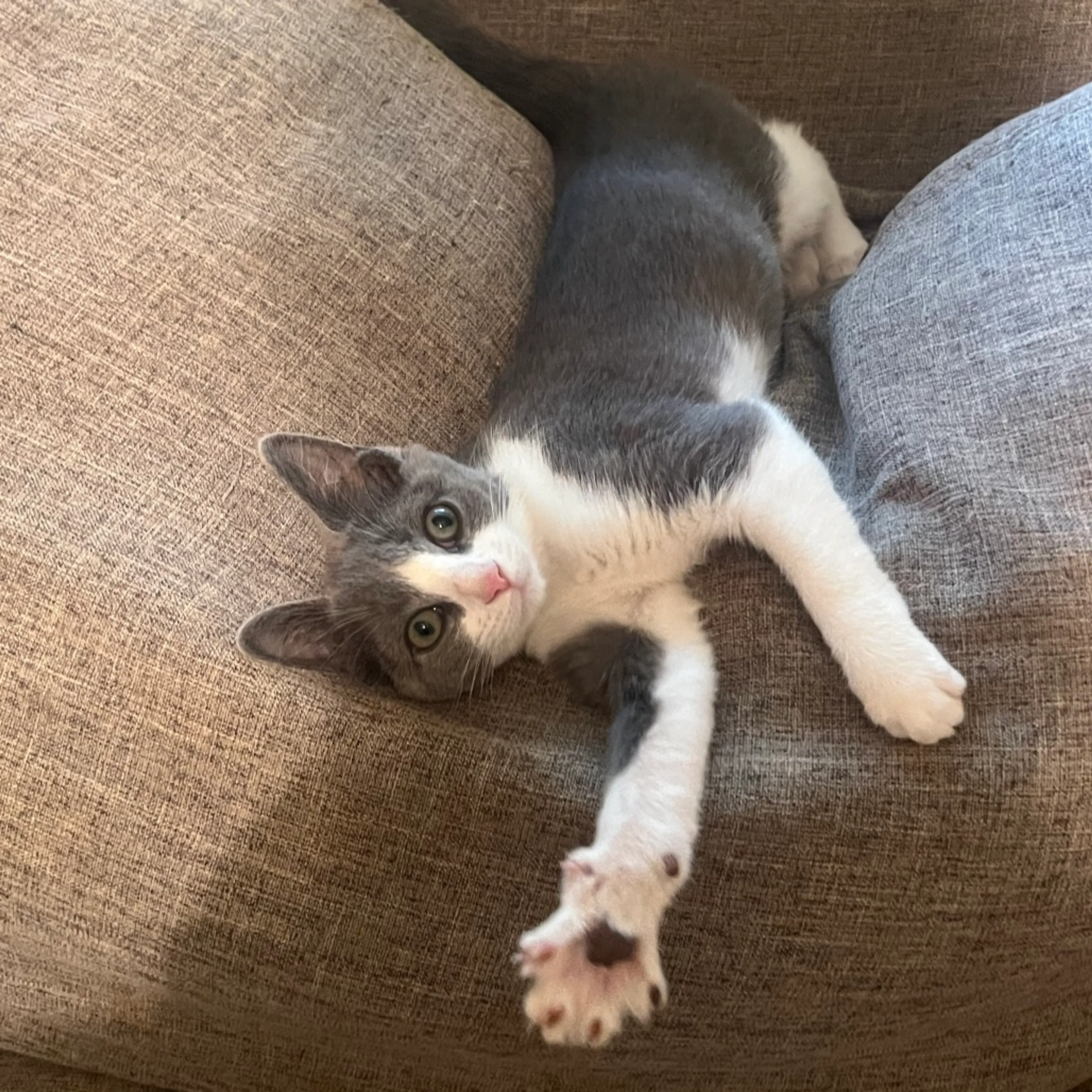 Found pet-2
