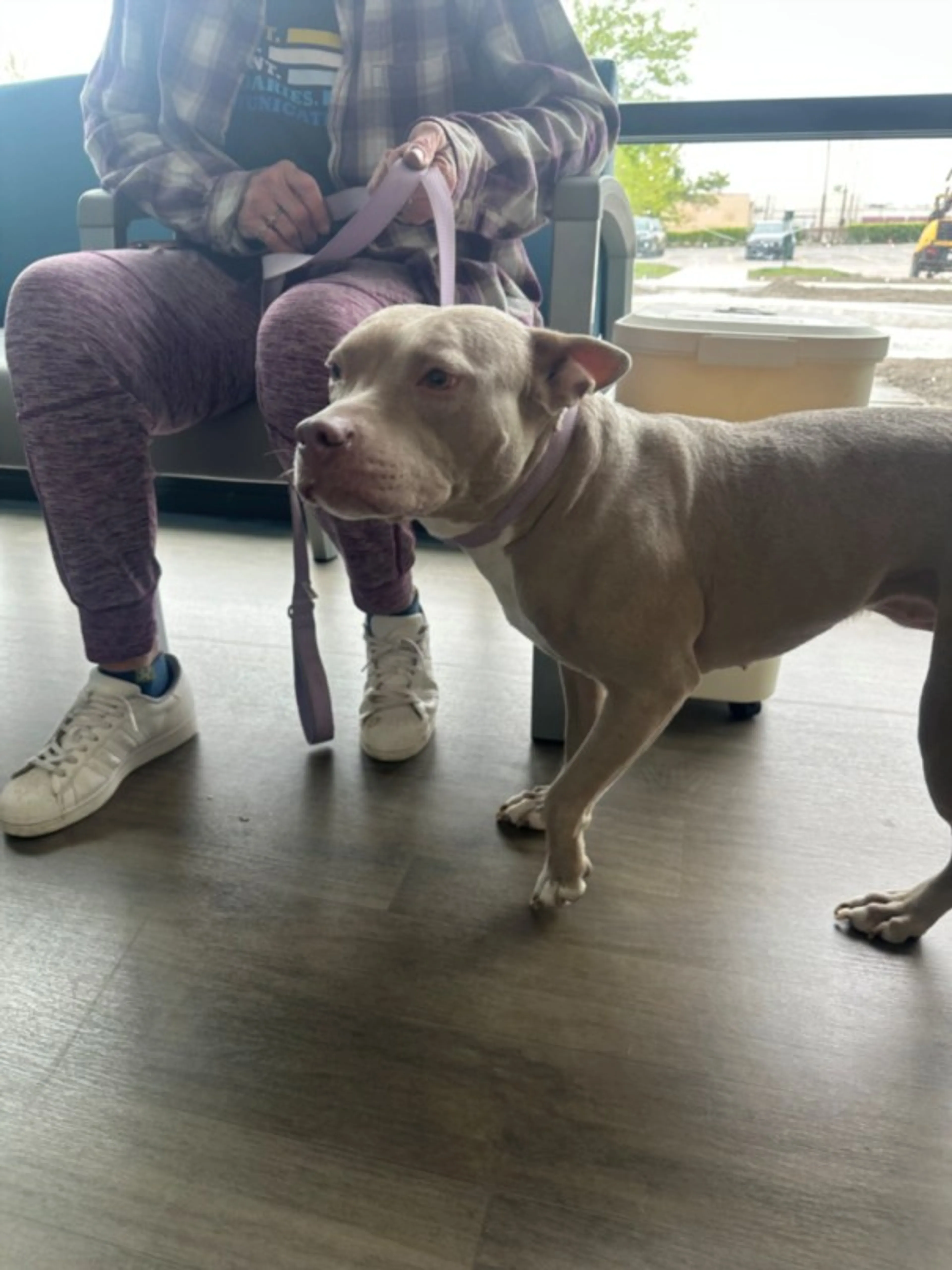 Found pet