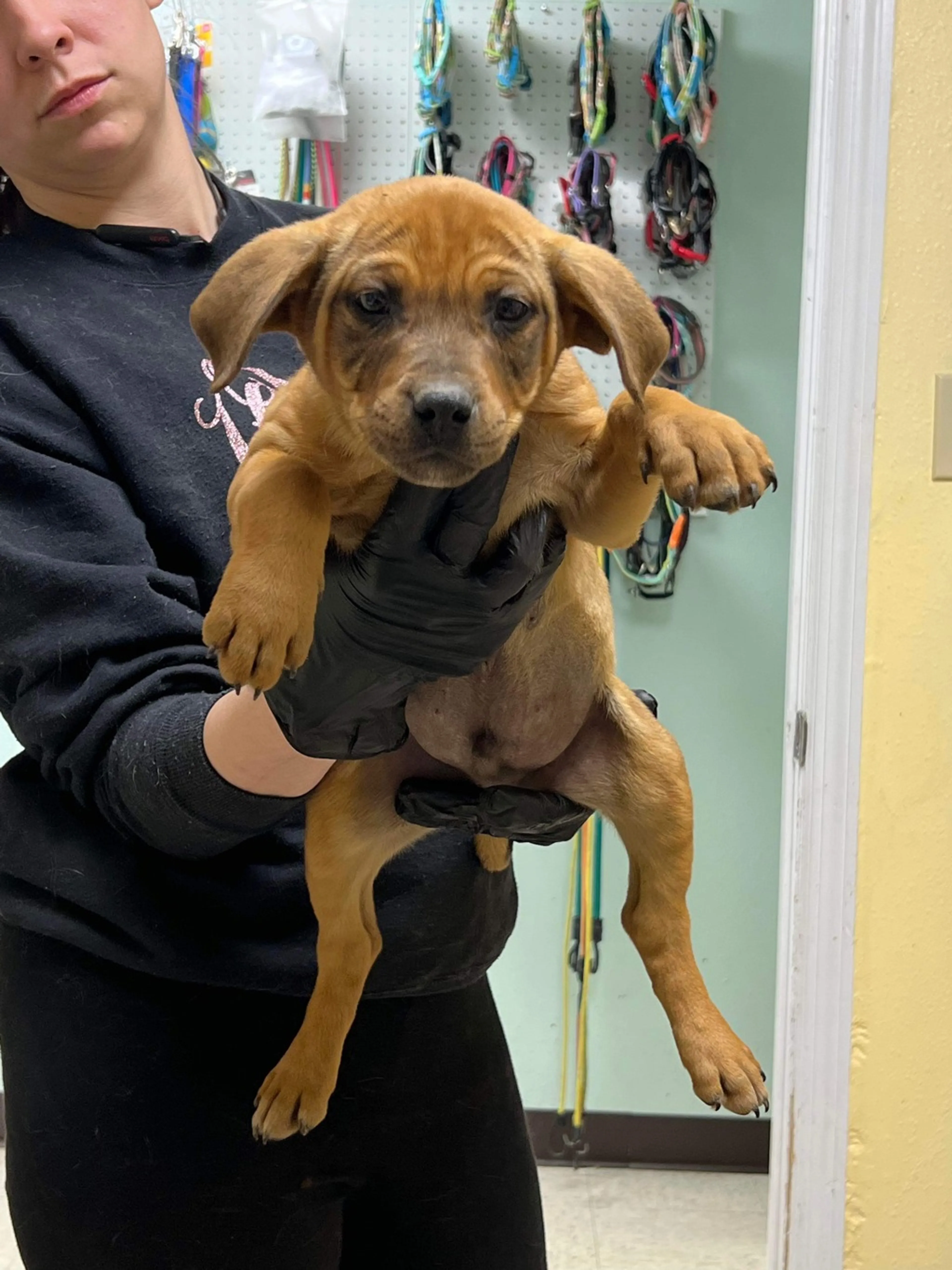 Found pet