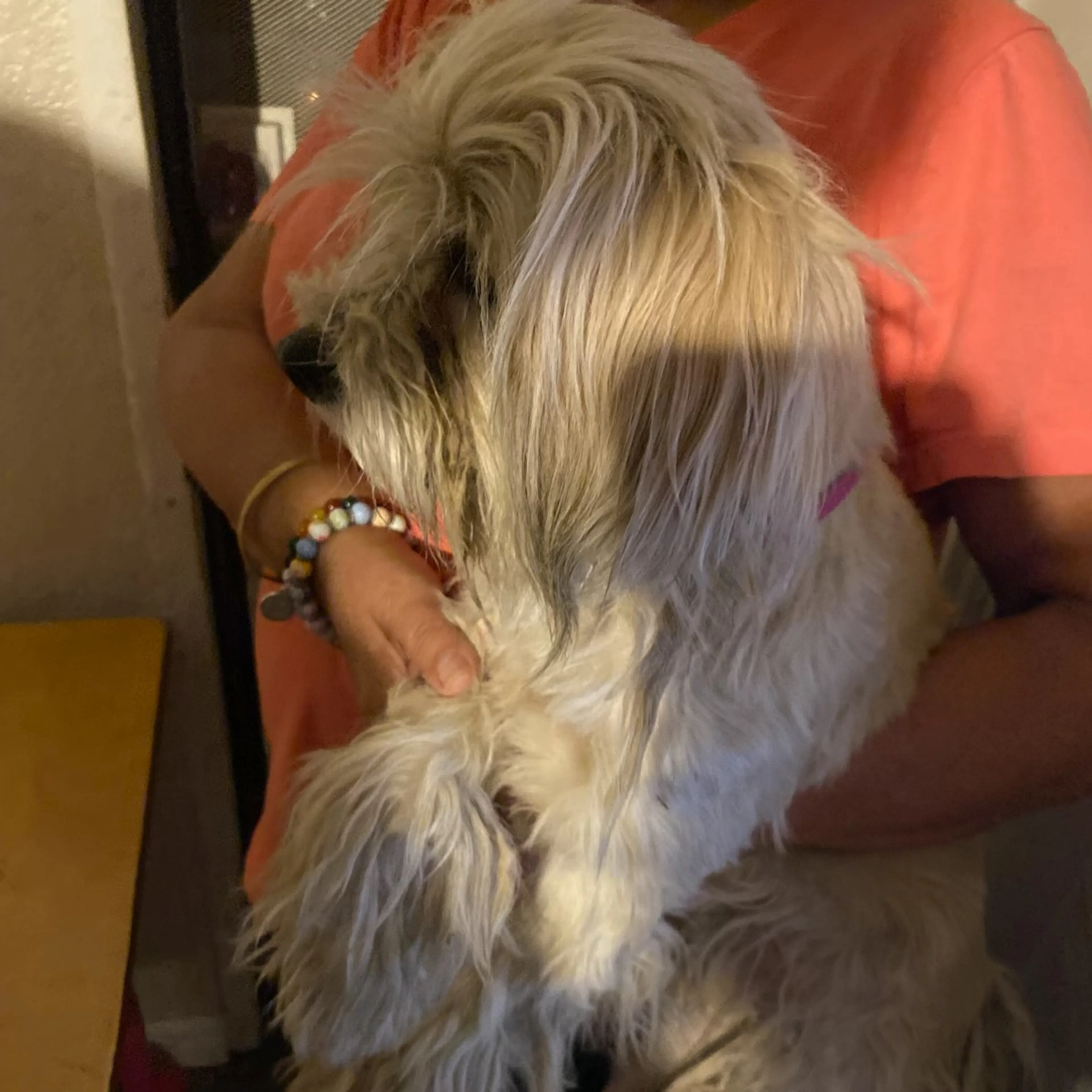 Lost pet-1