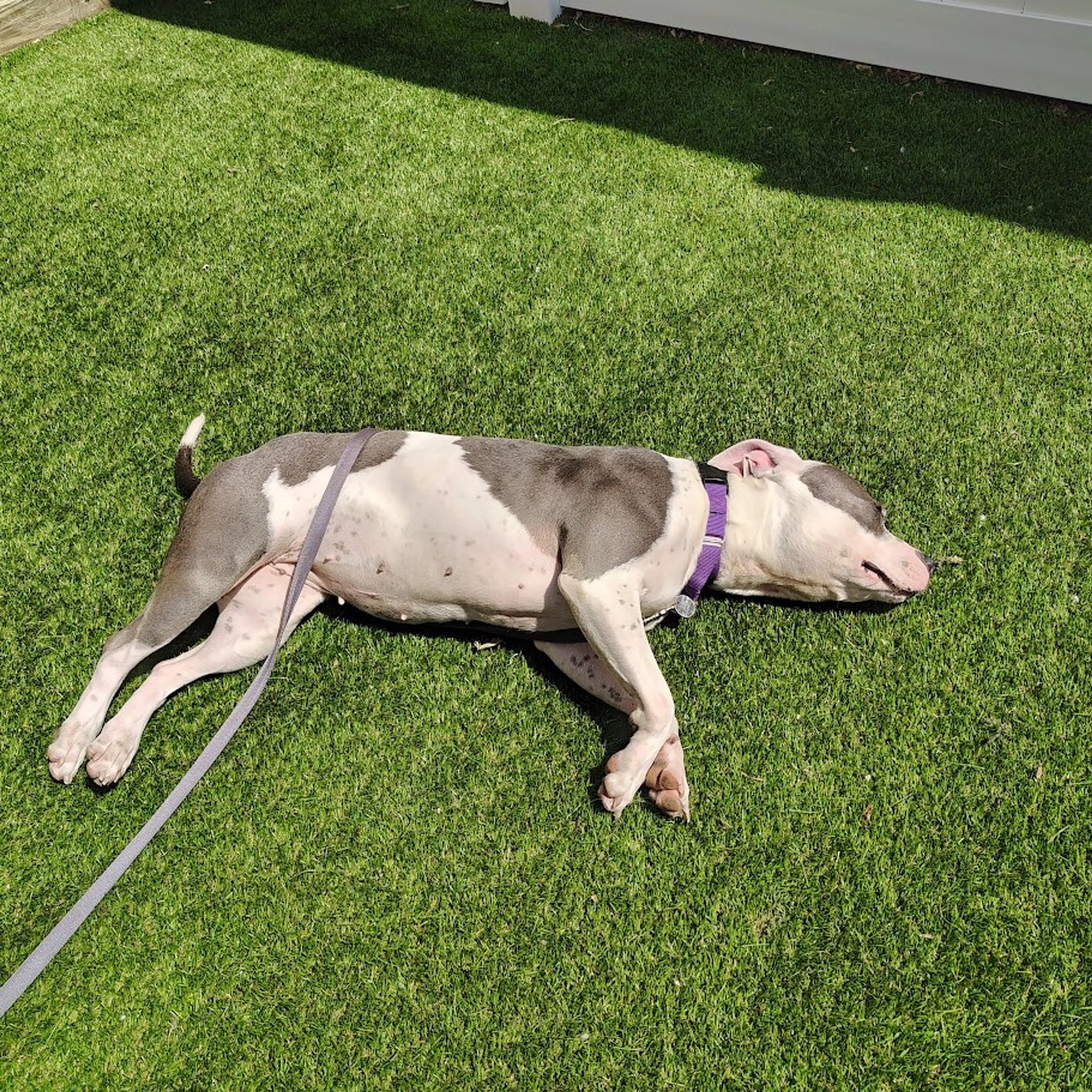 Found pet-18