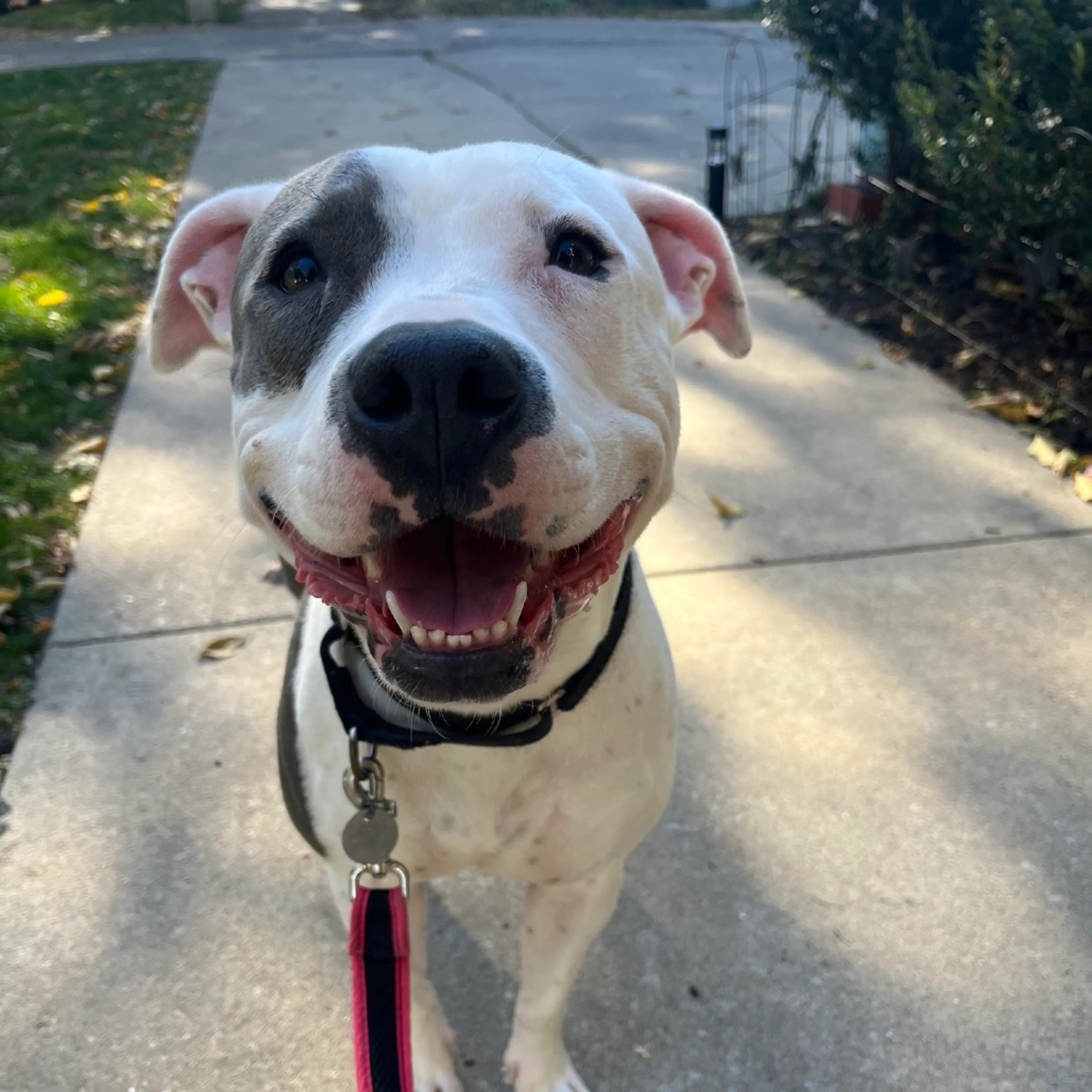 Found pet-3