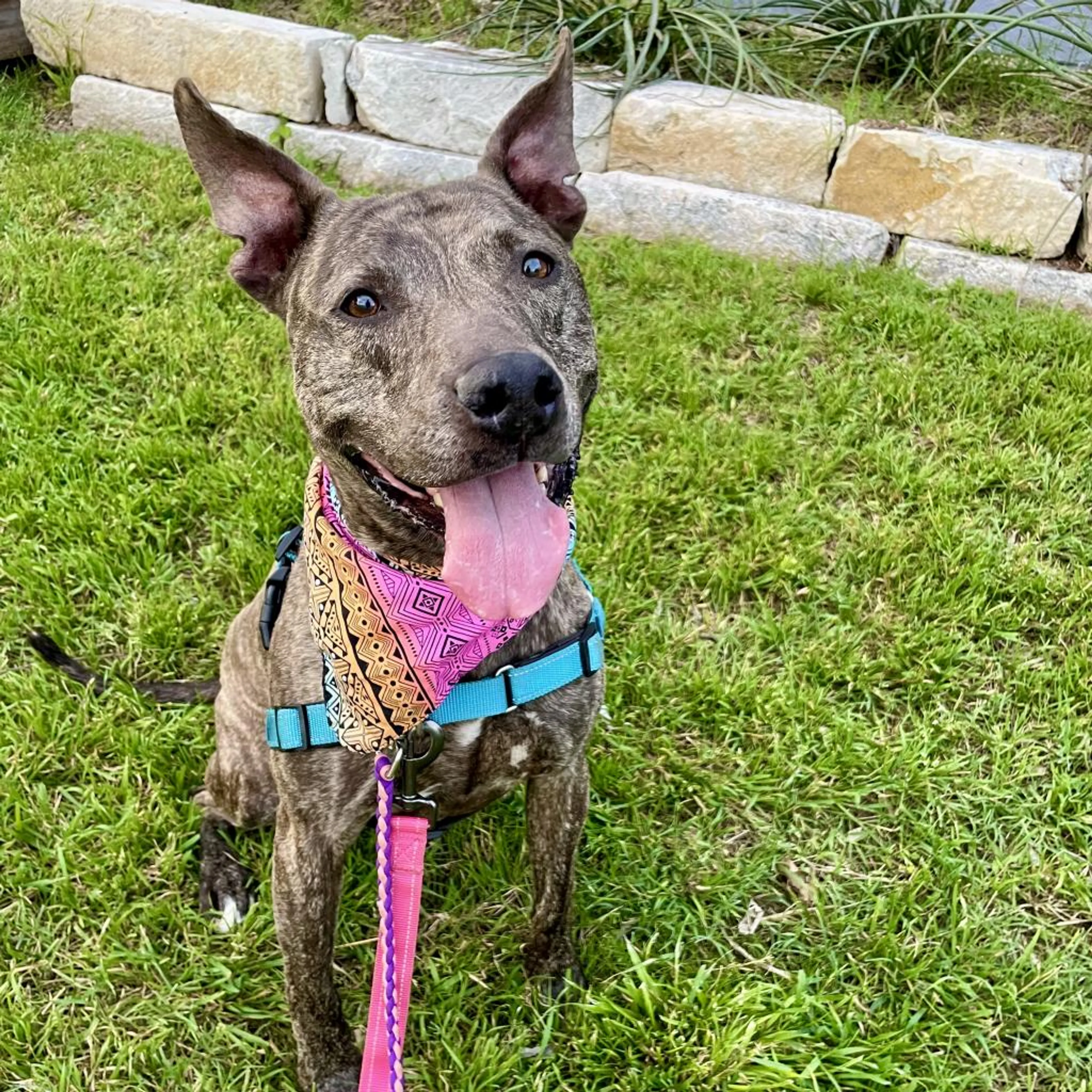 Found pet-11
