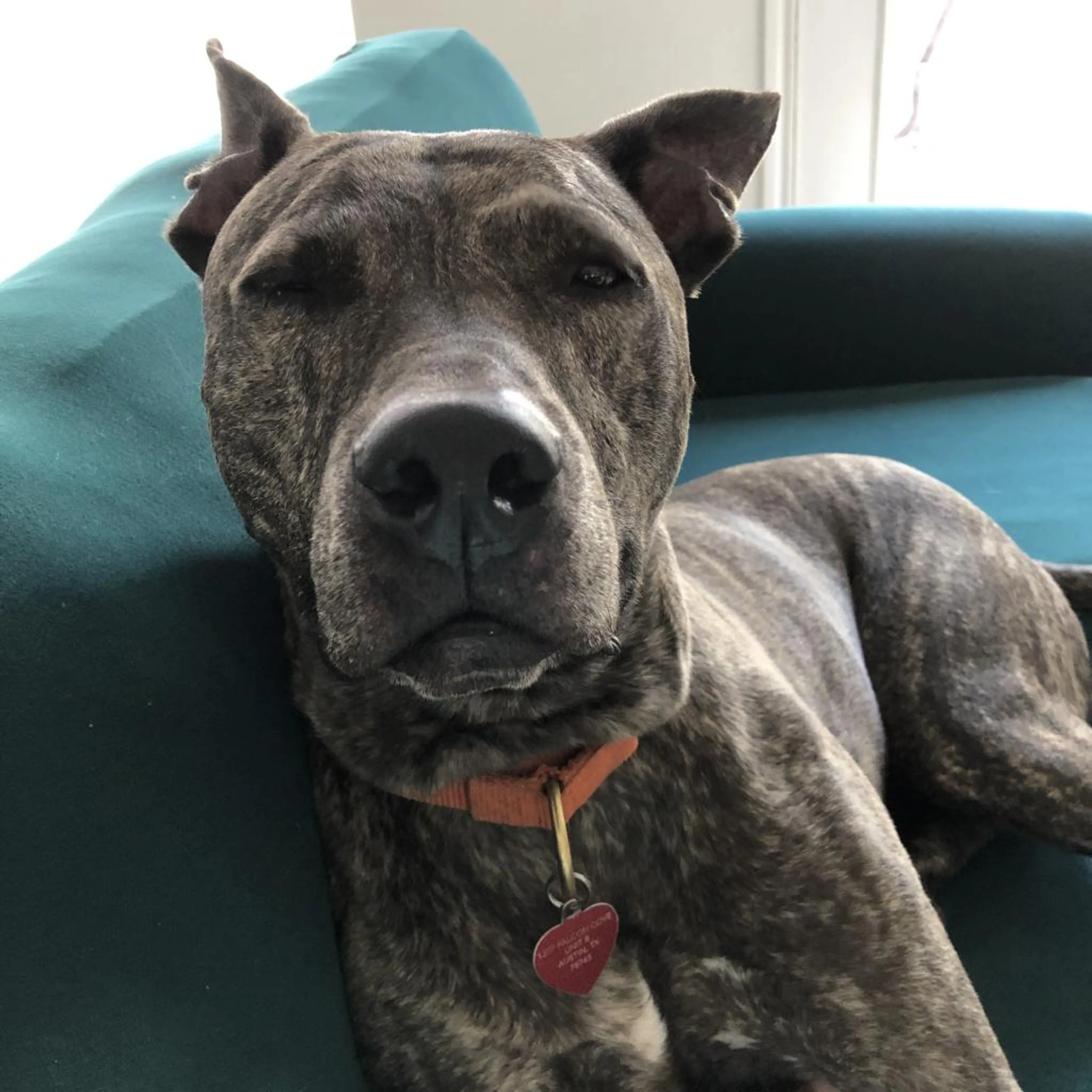 Found pet-8