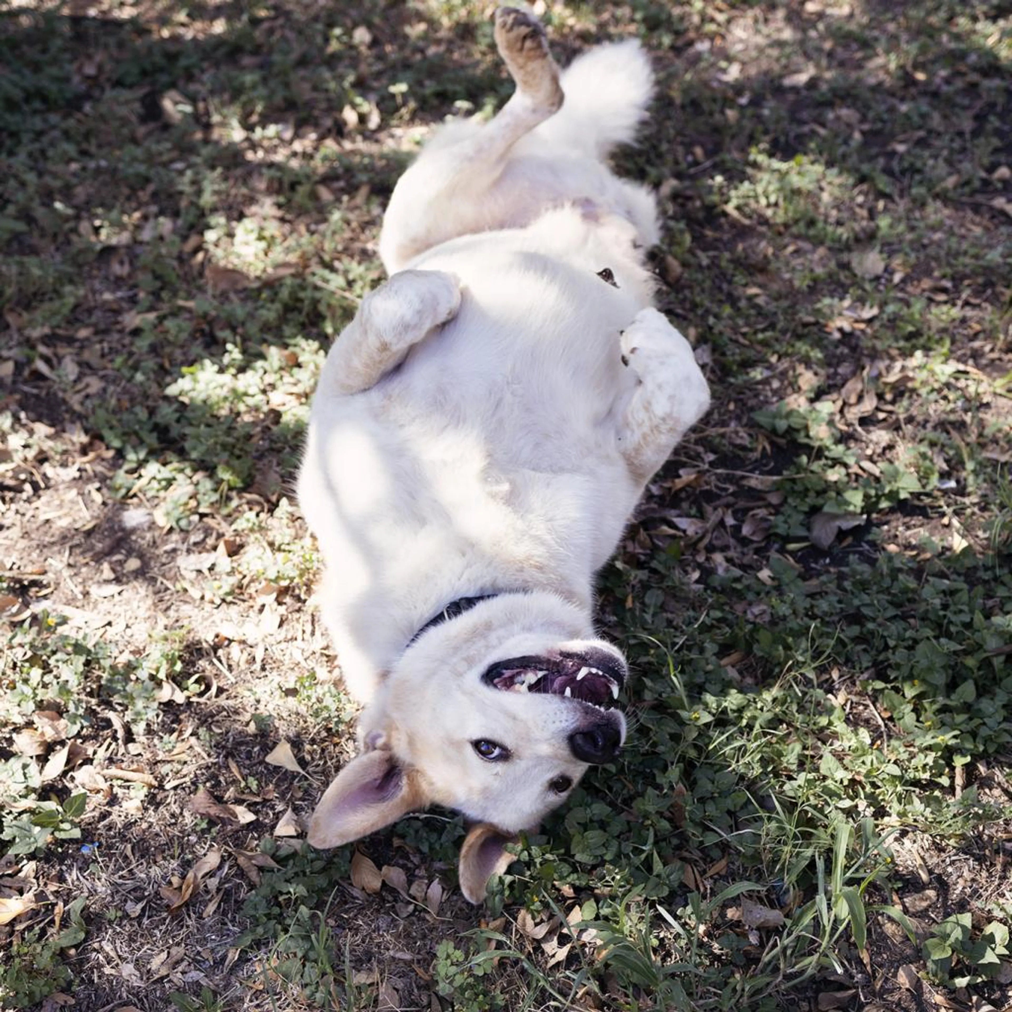 Found pet-7