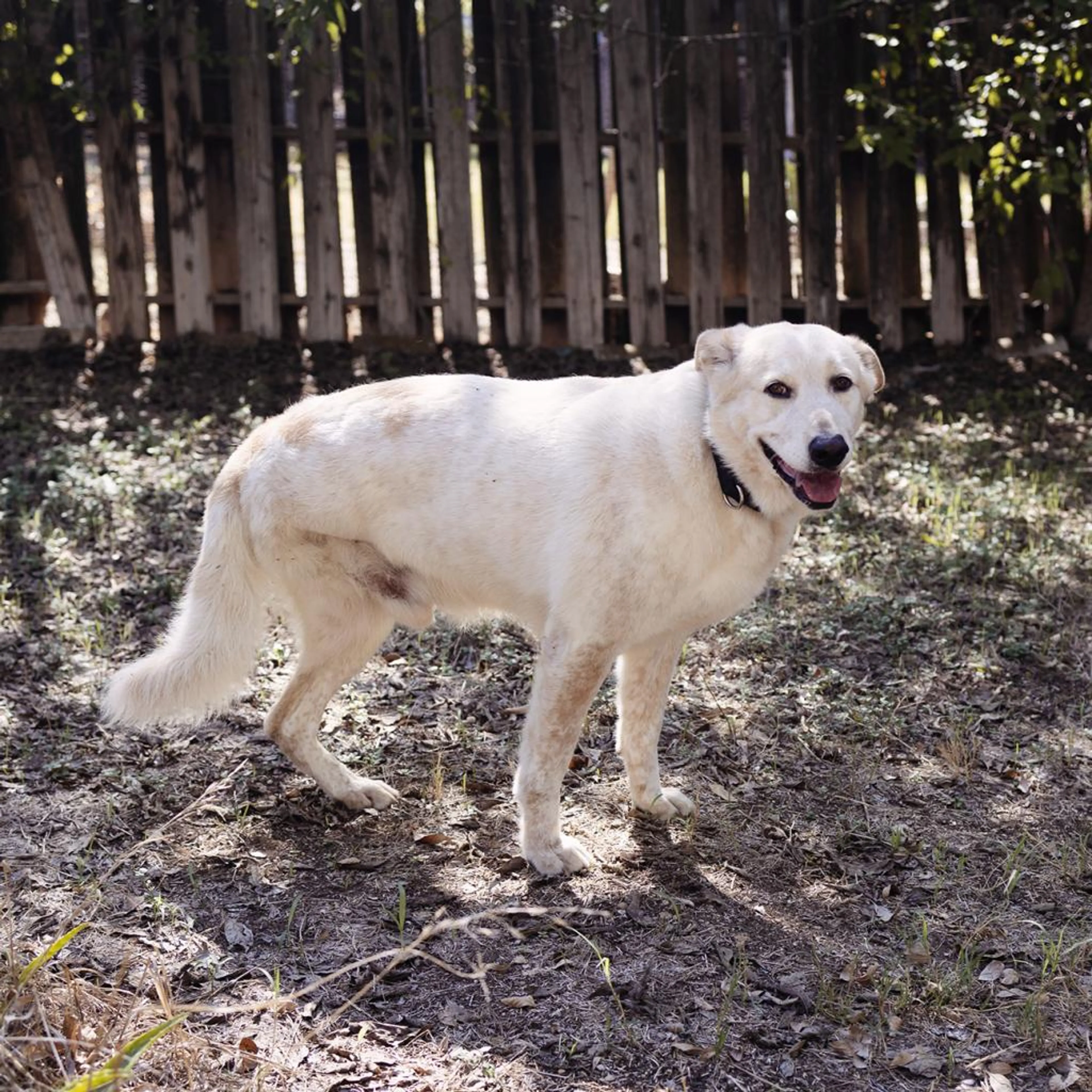 Found pet-0