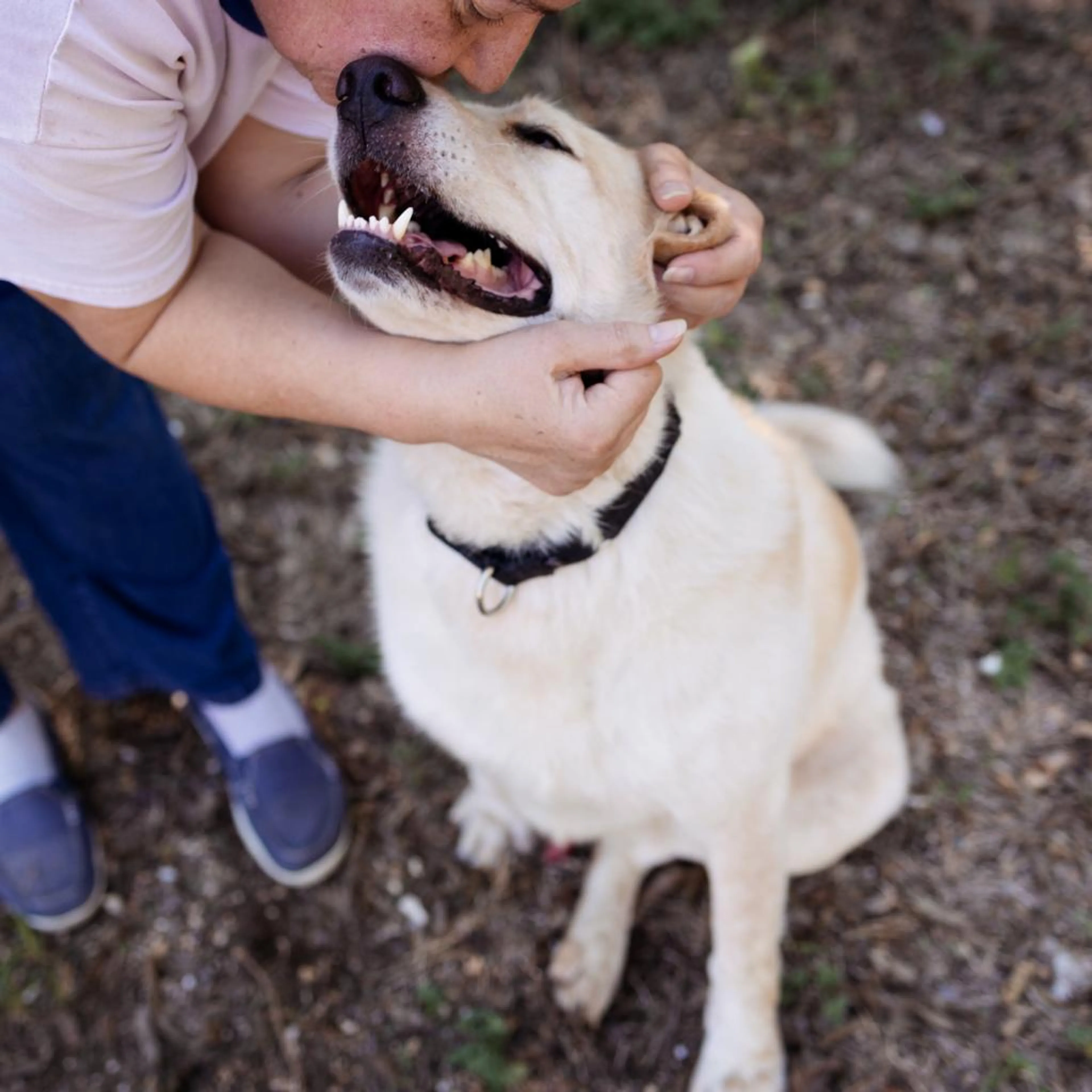 Found pet-9