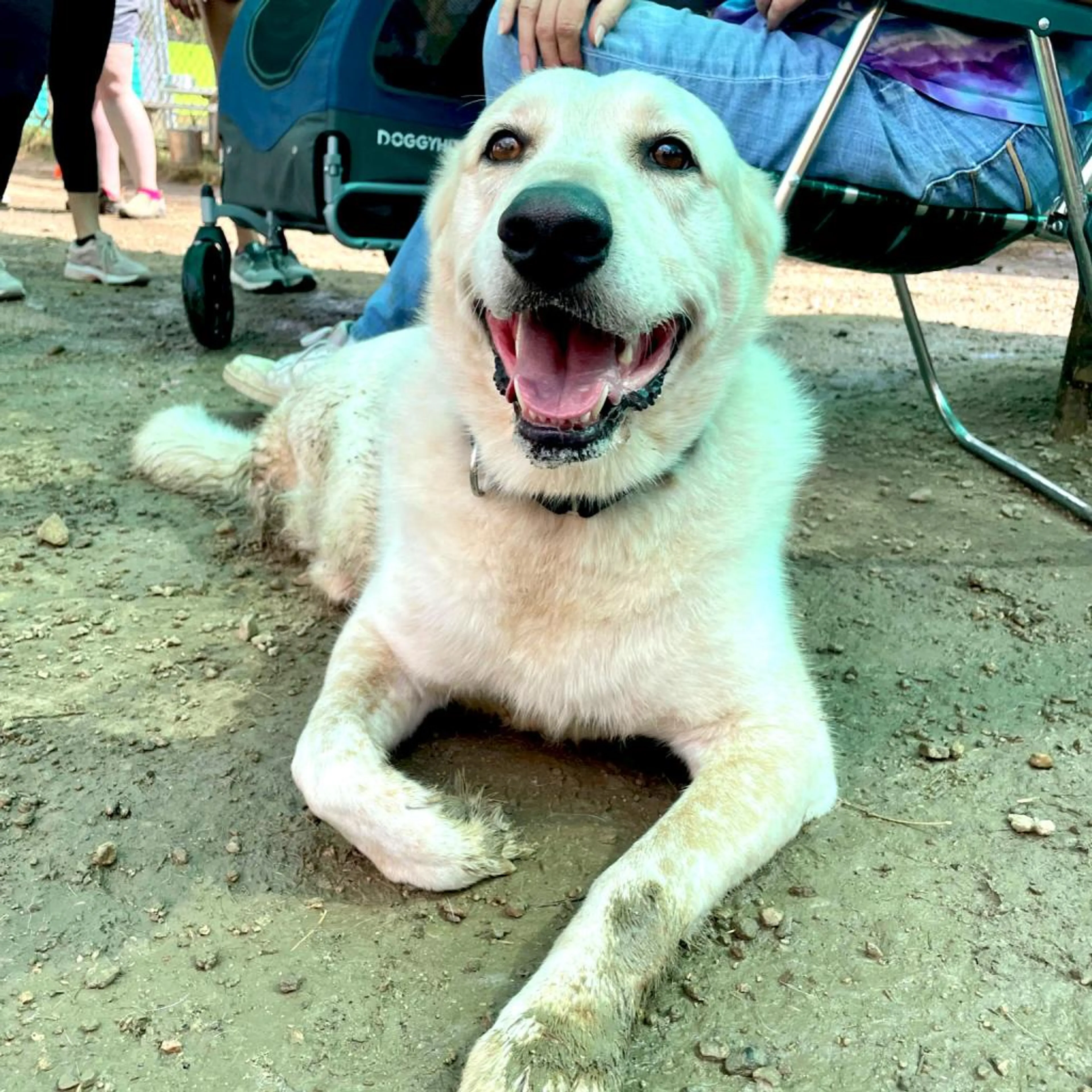 Found pet-4