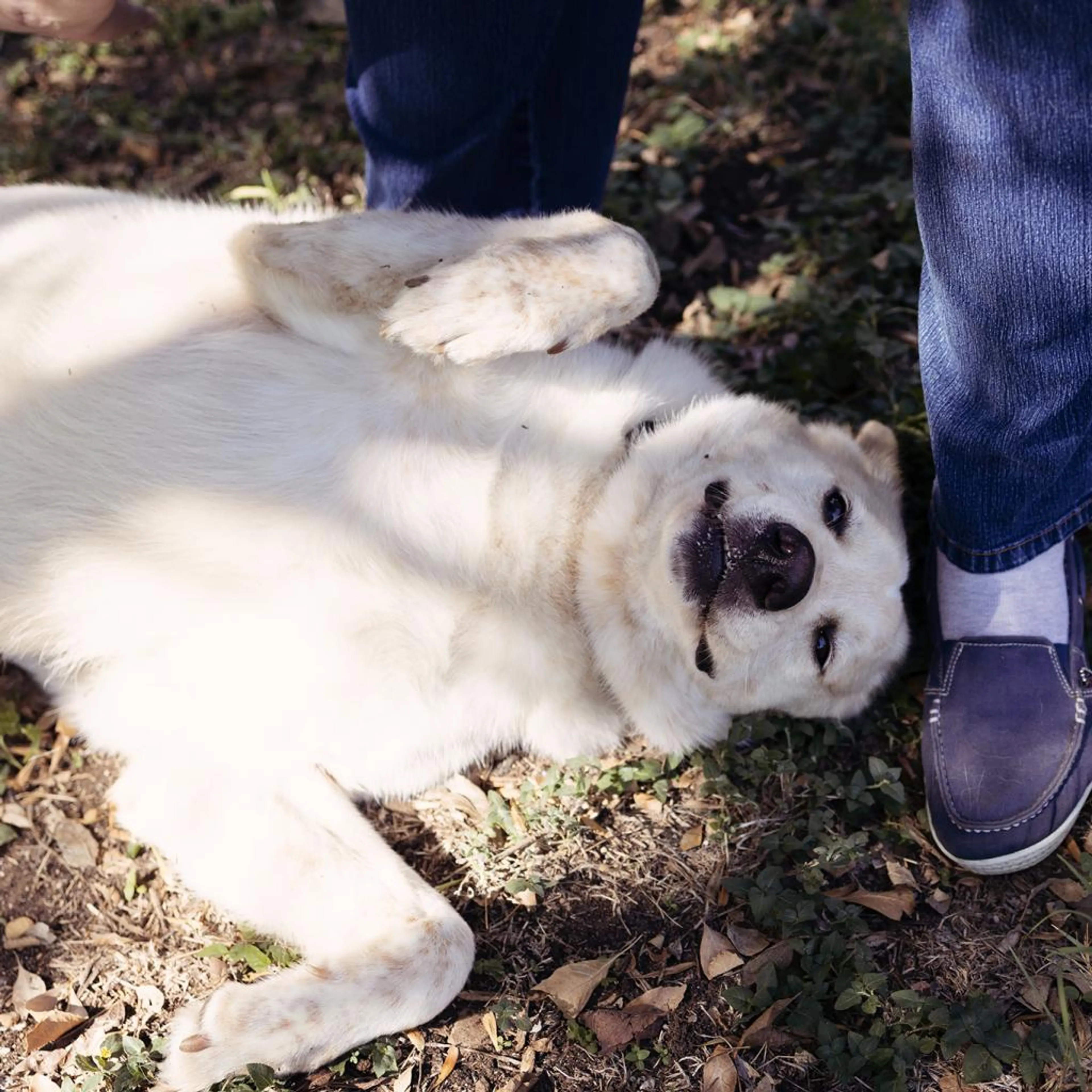 Found pet-10