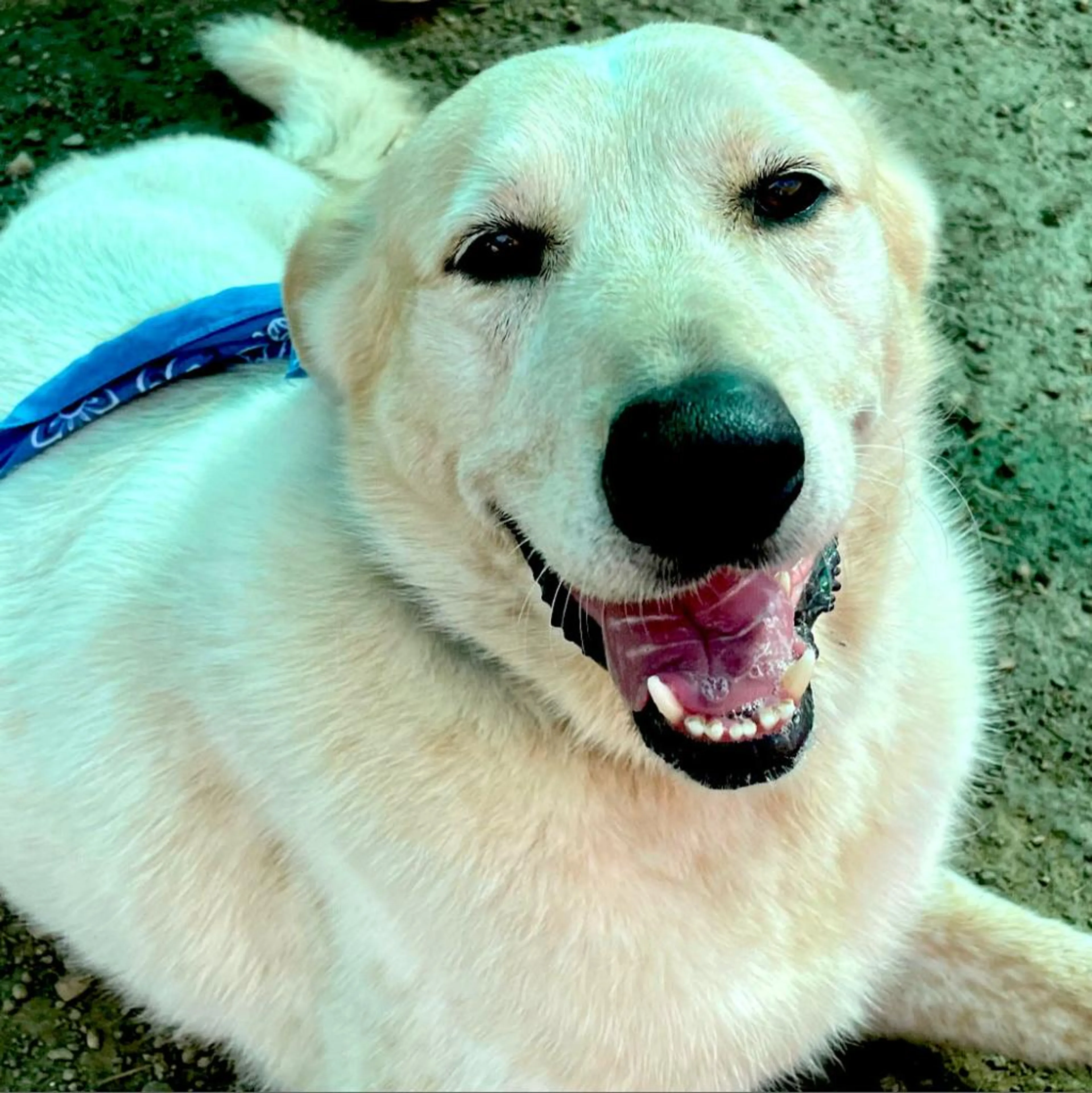 Found pet-5