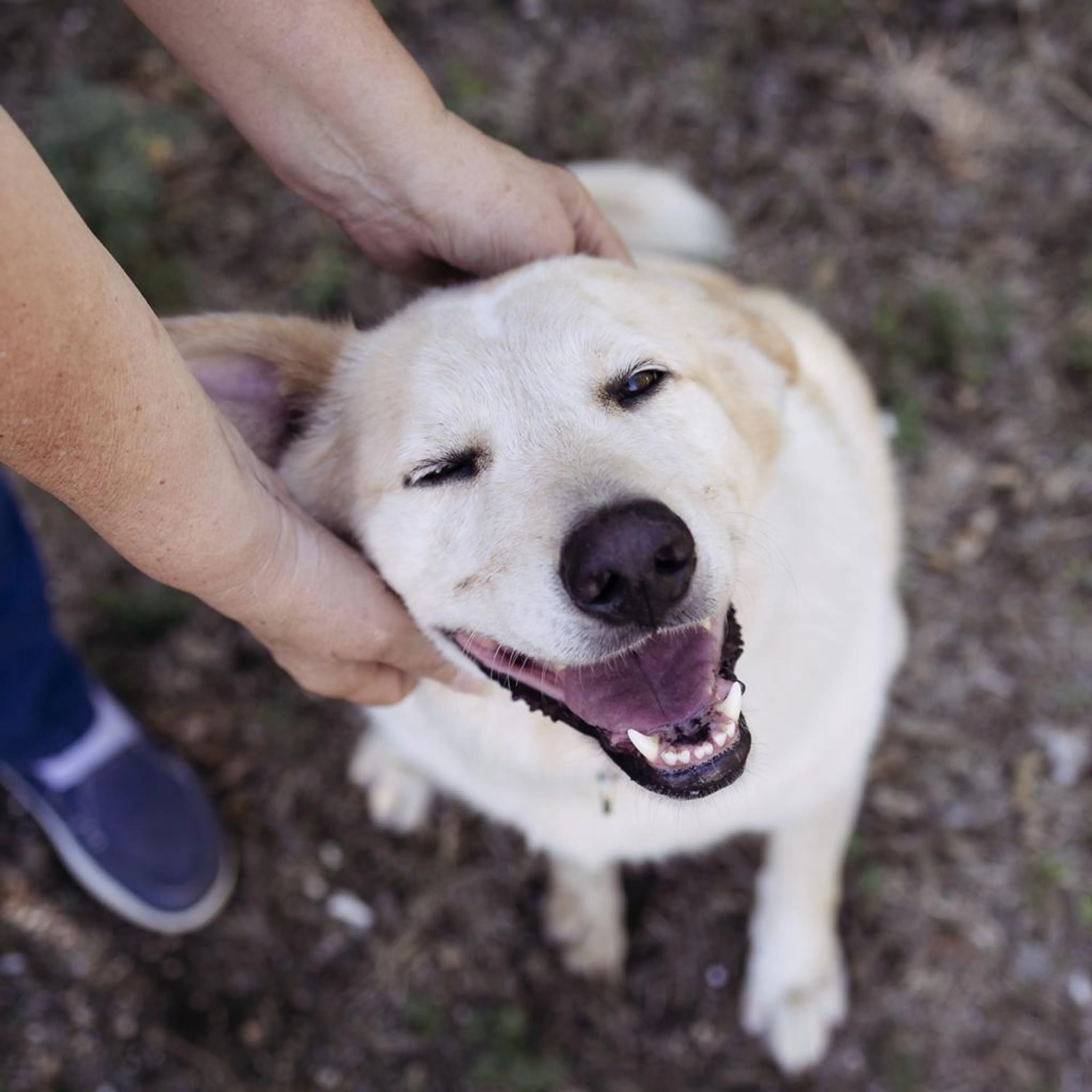 Found pet-1