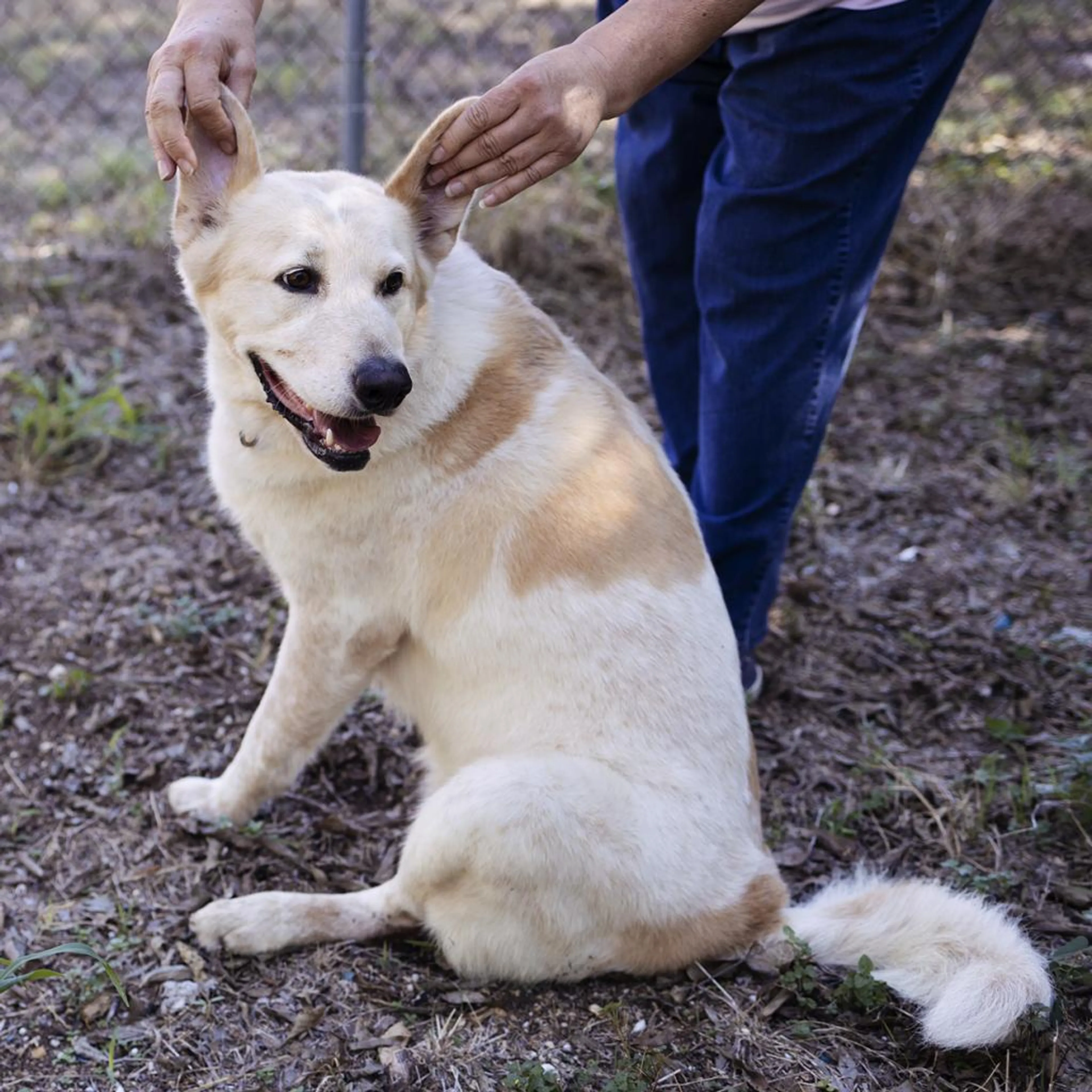 Found pet-8