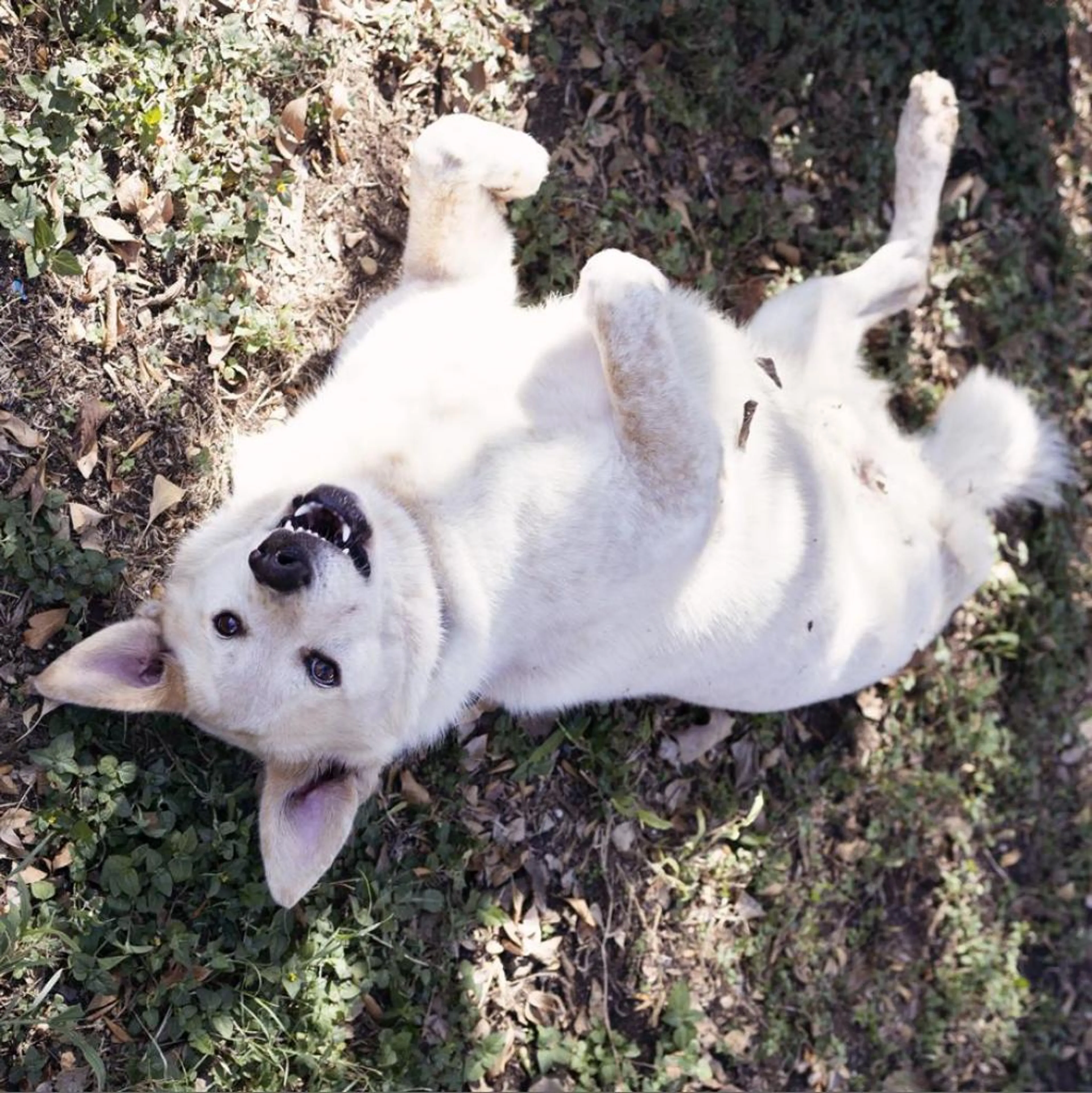Found pet-11