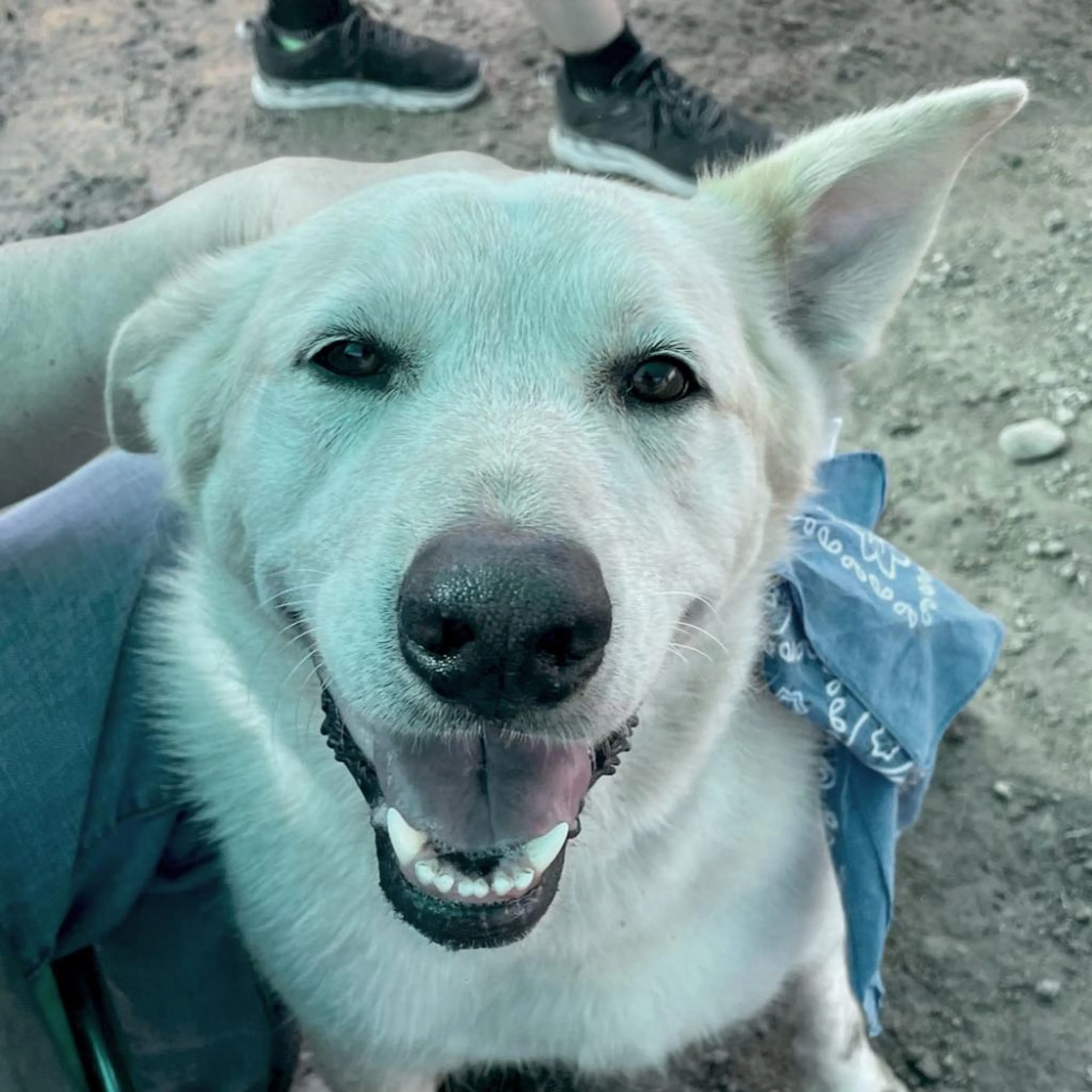 Found pet-3