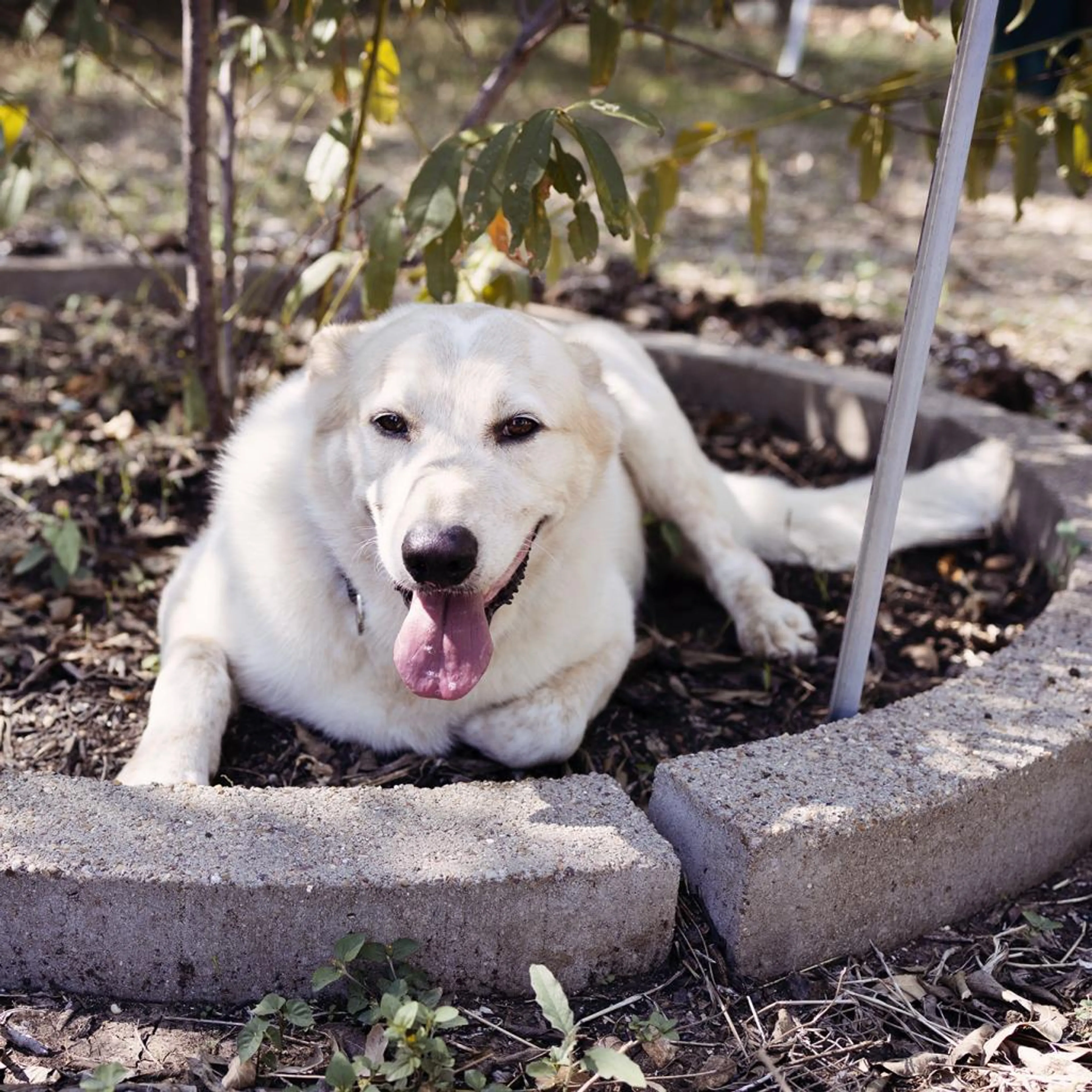 Found pet-6