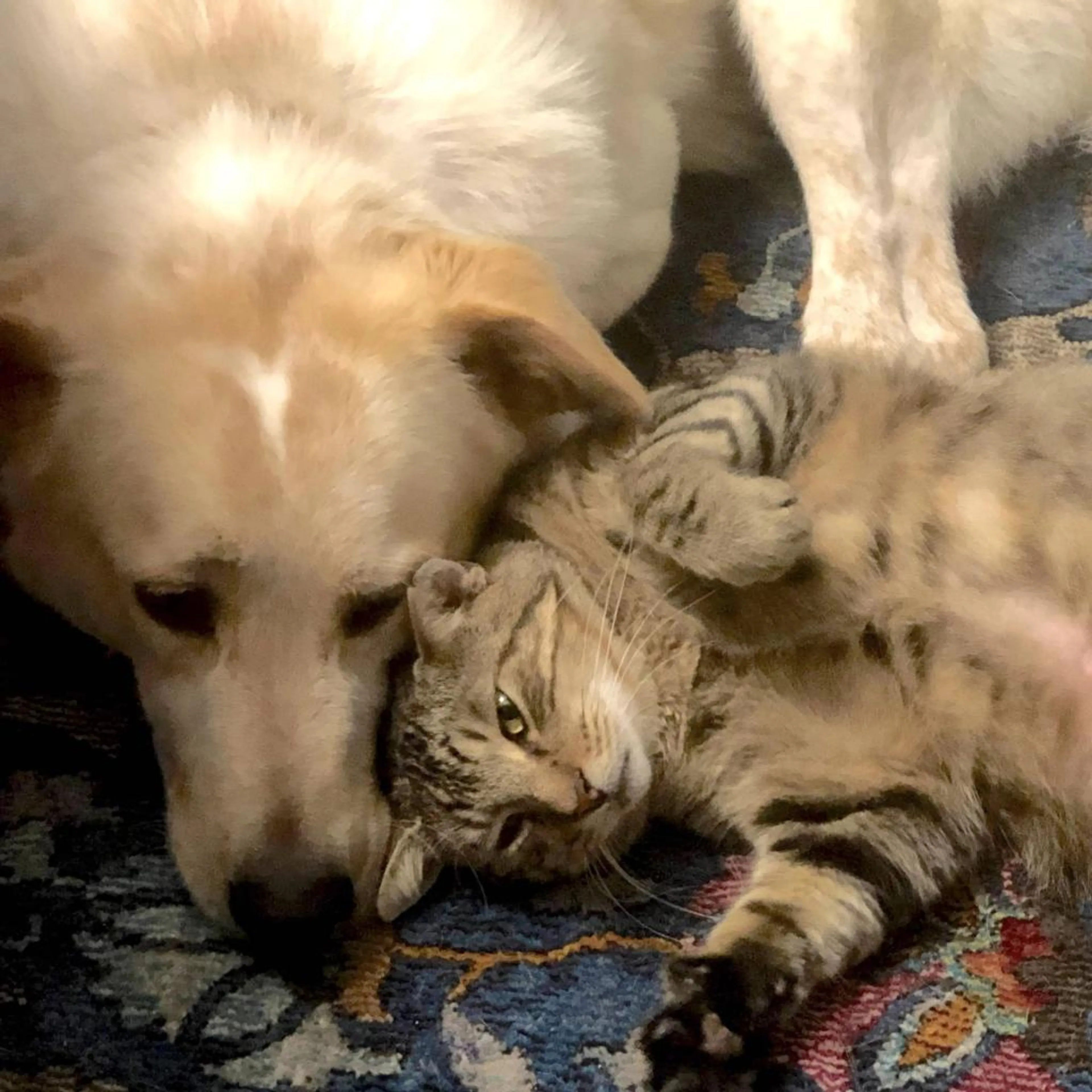 Found pet-13