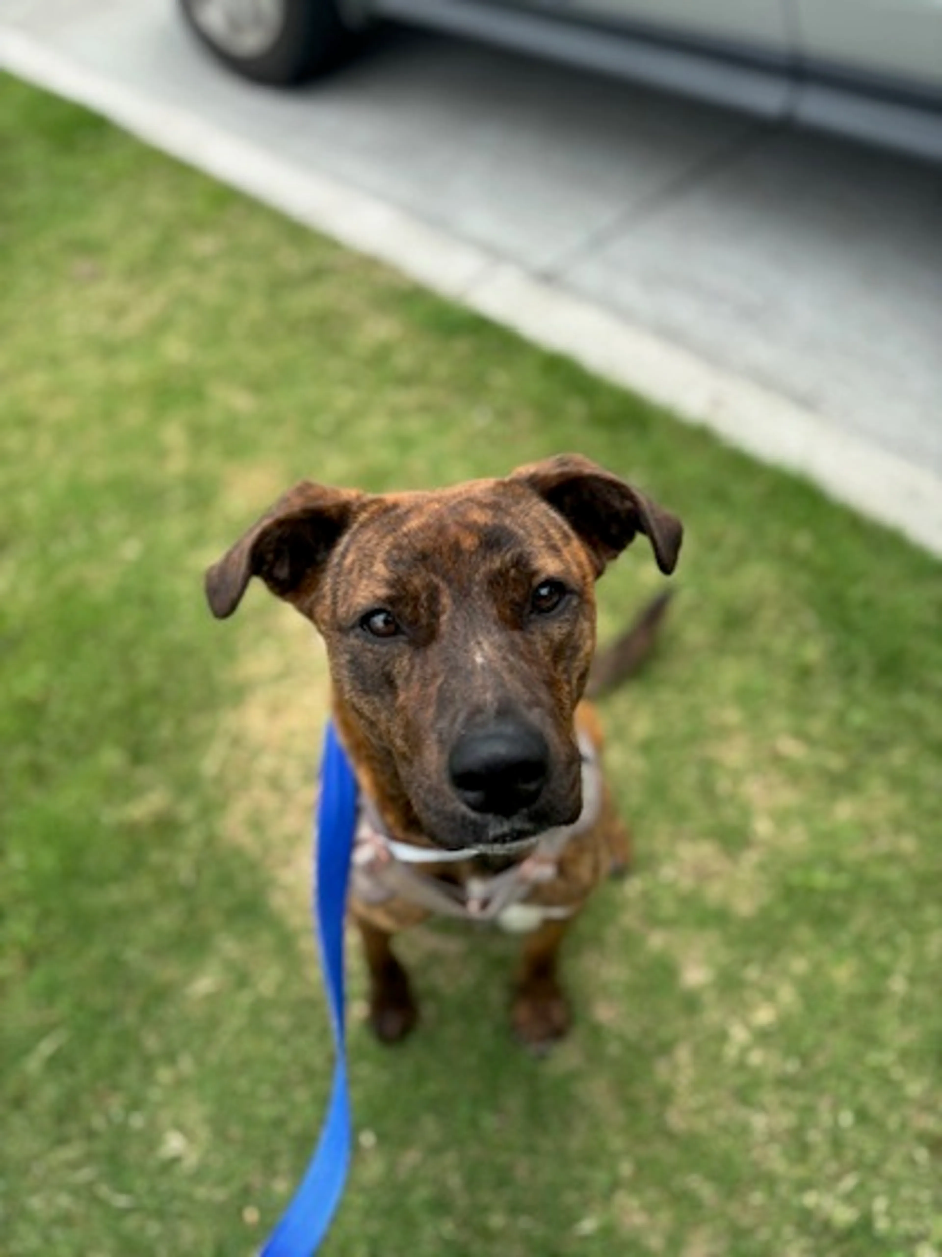 Found pet-1