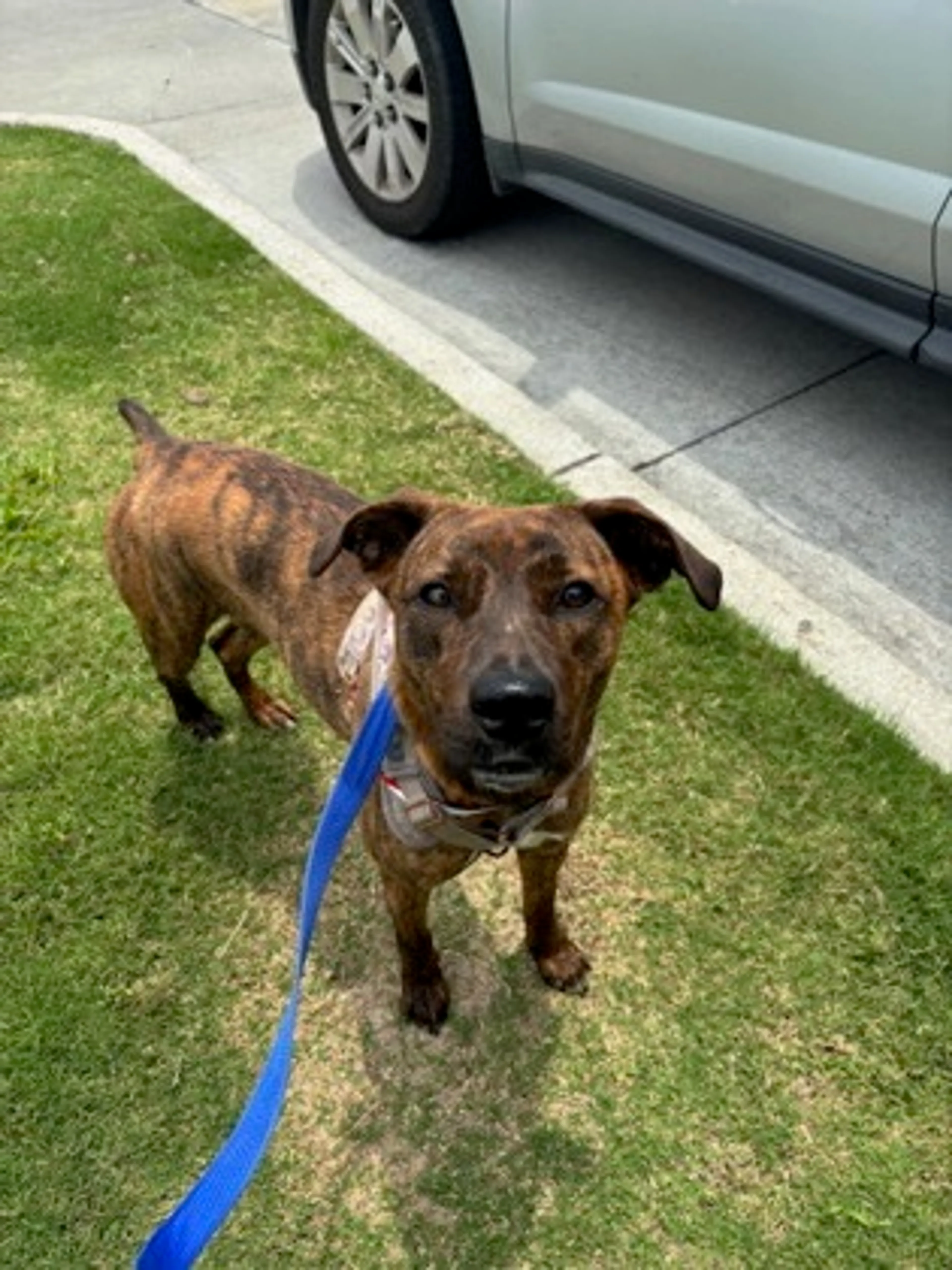 Found pet-2
