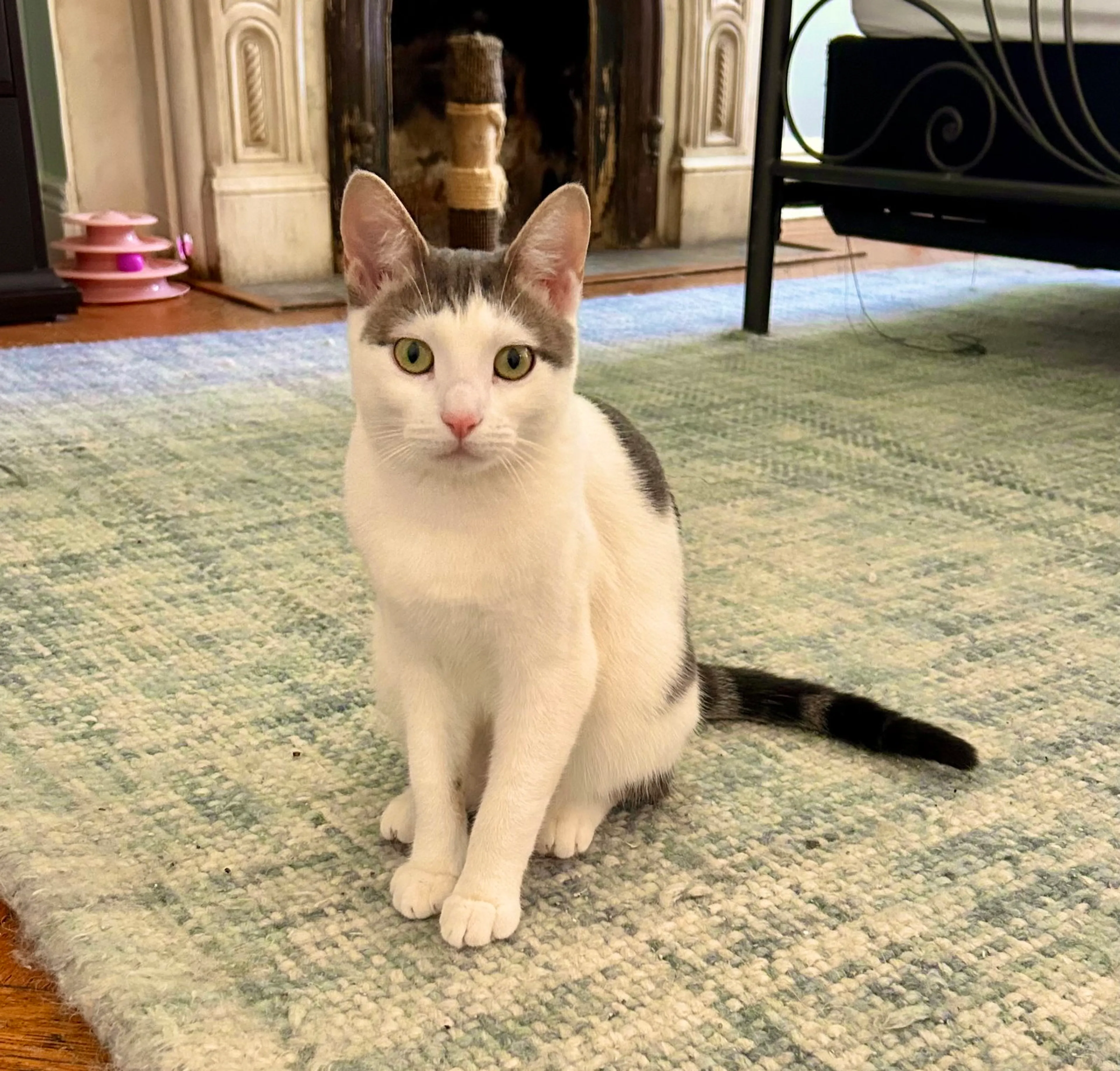 Found pet-0