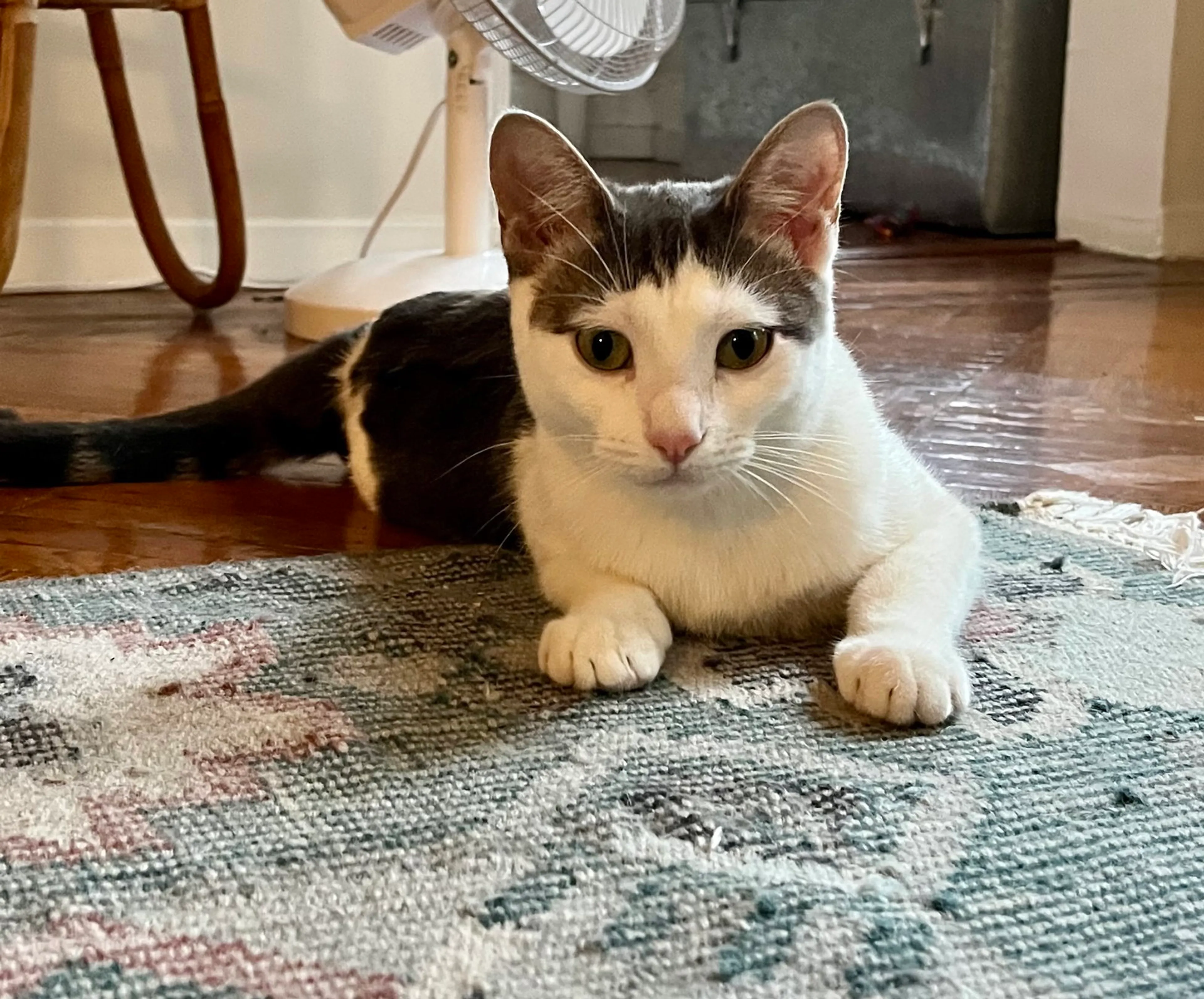 Found pet-4