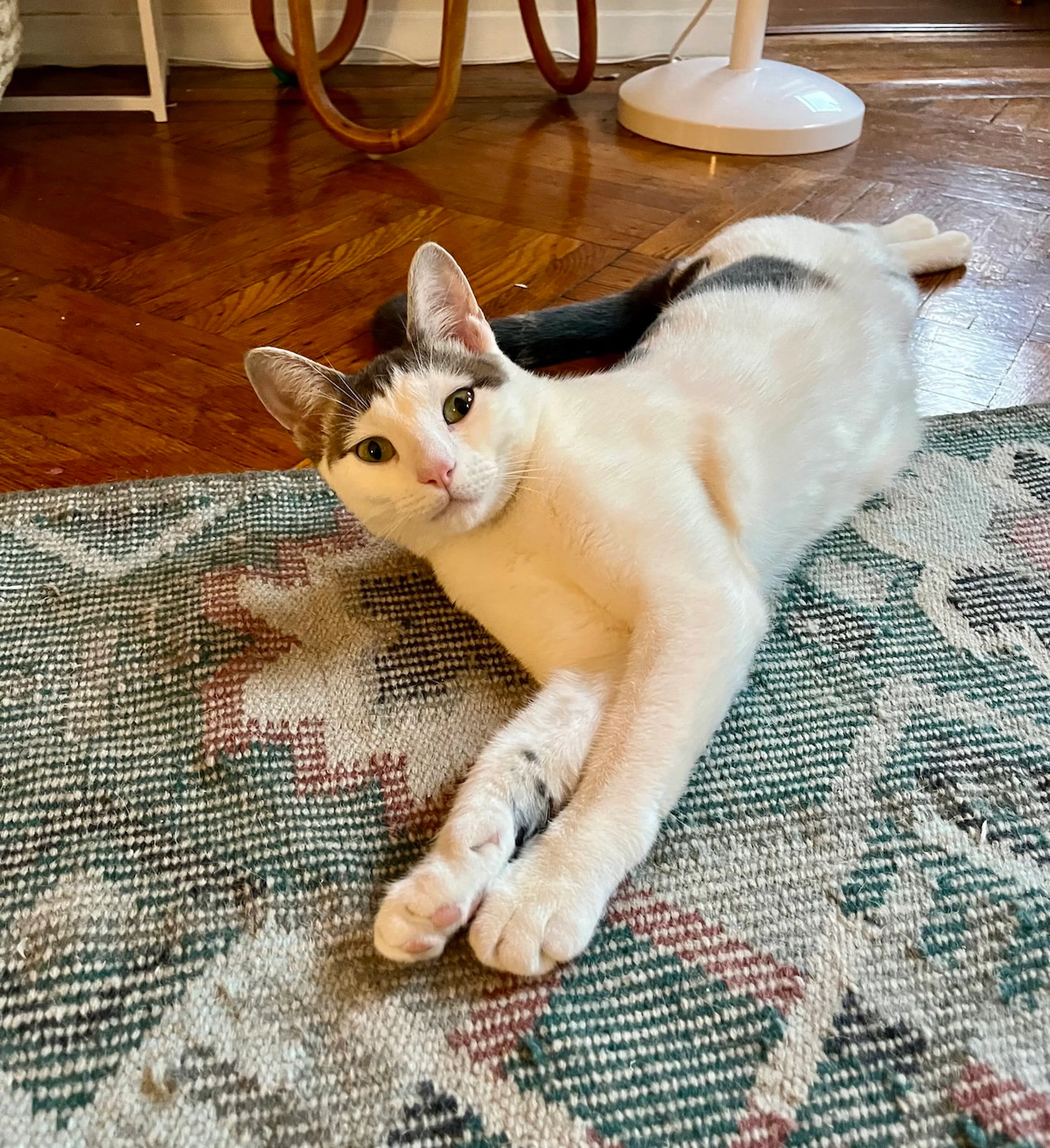 Found pet-2