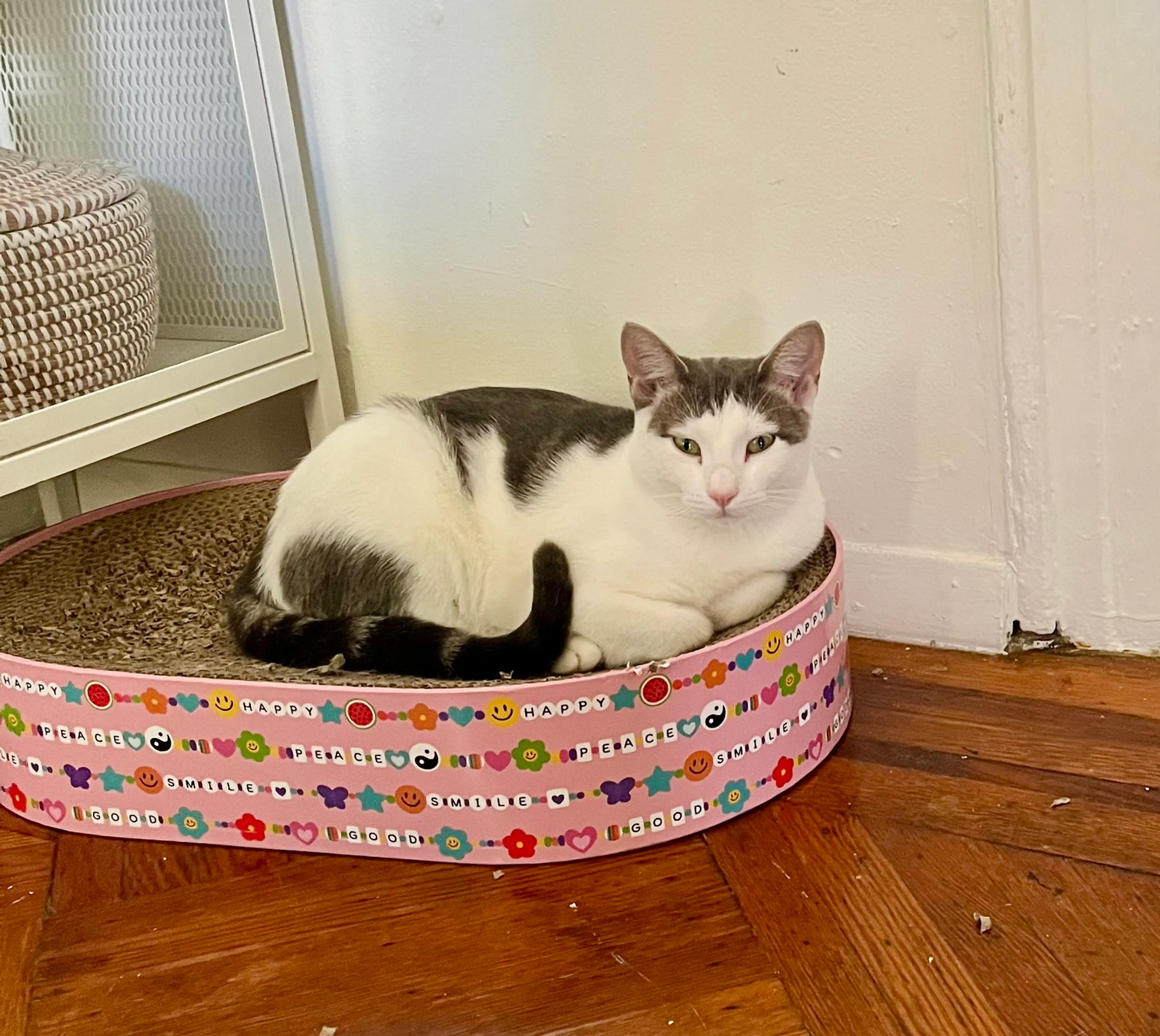 Found pet-5