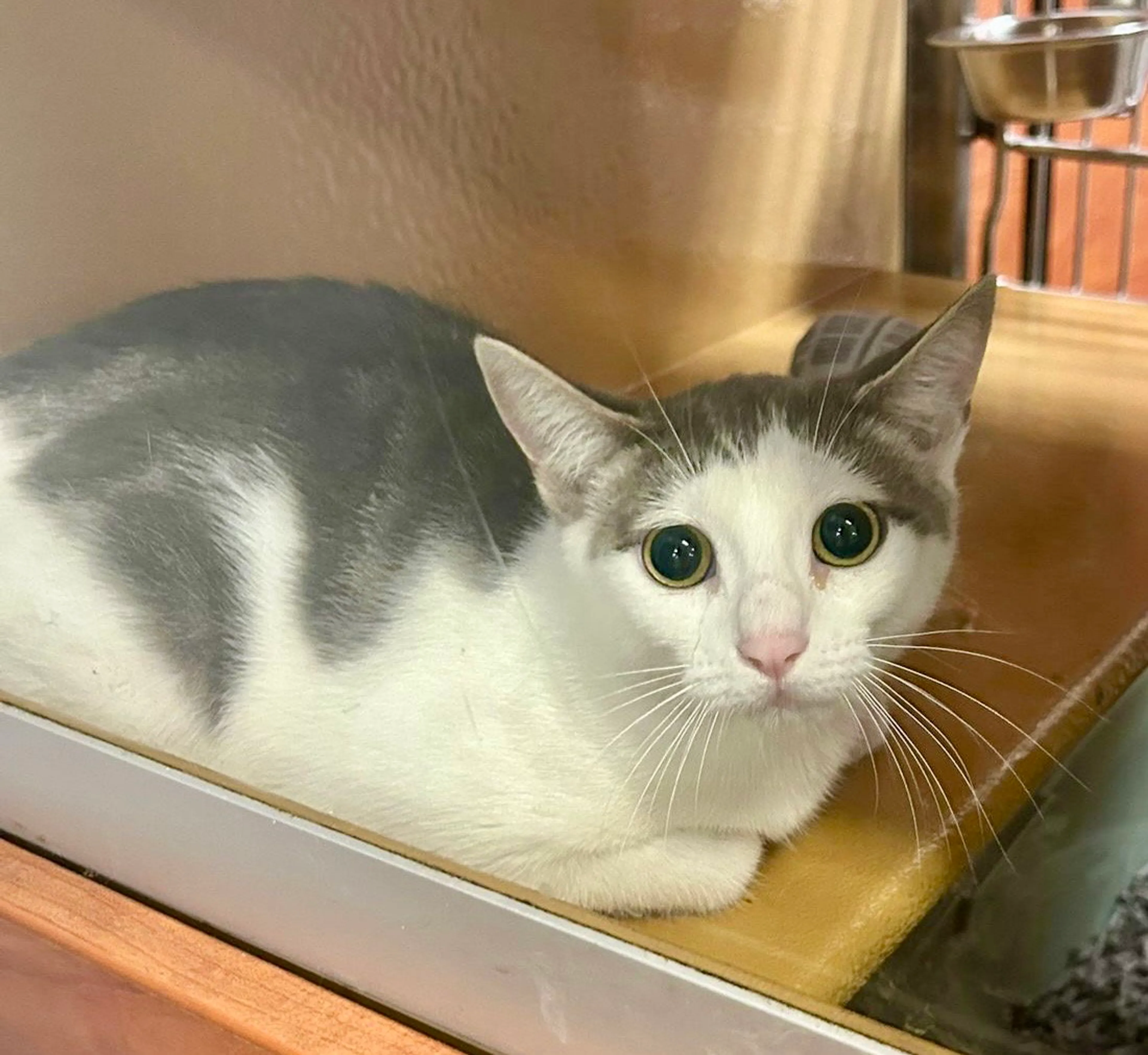 Found pet-7