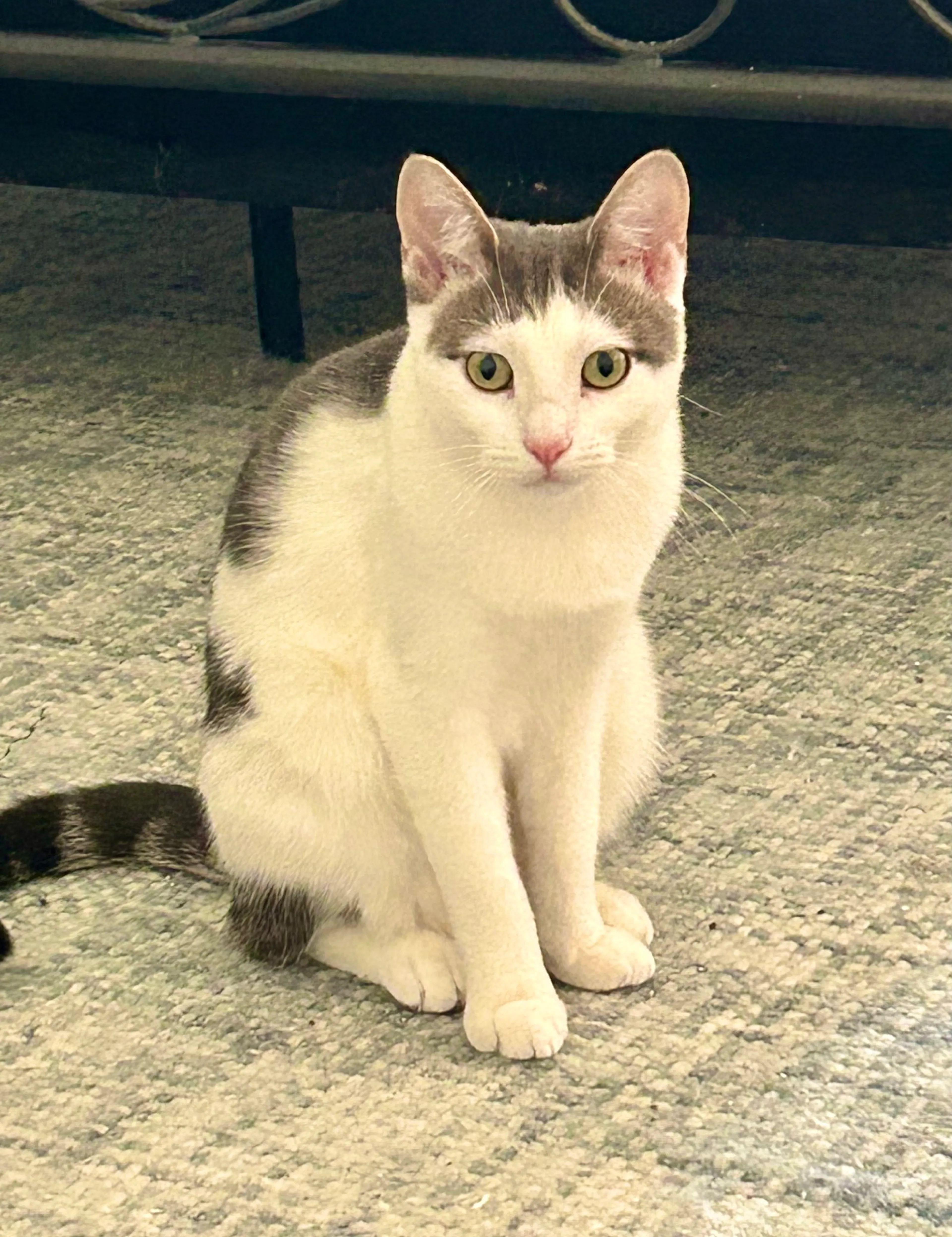 Found pet-1